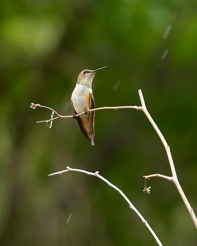 MAN (73) Madera Canyon Hummingbird MAN (73) Madera Canyon Hummingbird, animals by Michael Joseph Baca, Casa de Baca Studios, Florence, Arizona