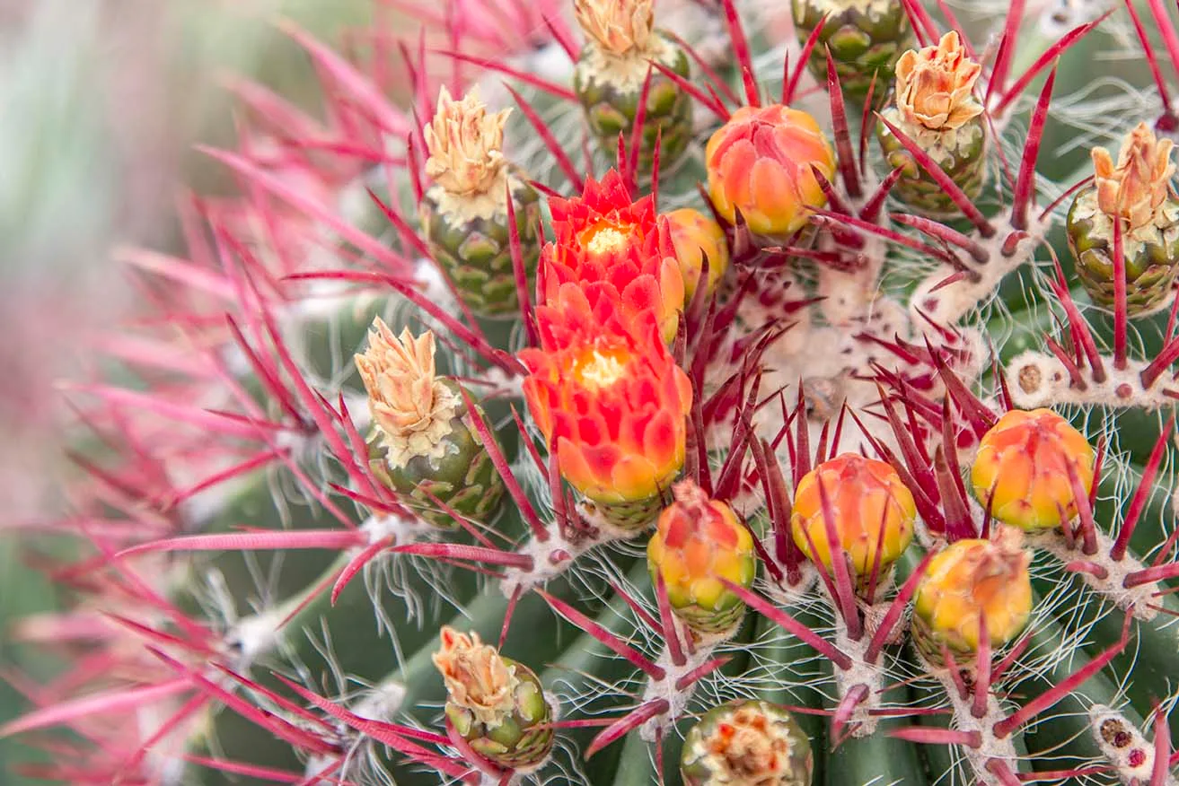 FJT35 Mexican Fire Barrel Cactus at Boyce Thompson Arboretum Mexican Fire Barrel Cactus at Boyce Thompson Arboretum, flowers and plants, a fine art photograph by Janell Evelyn Baca