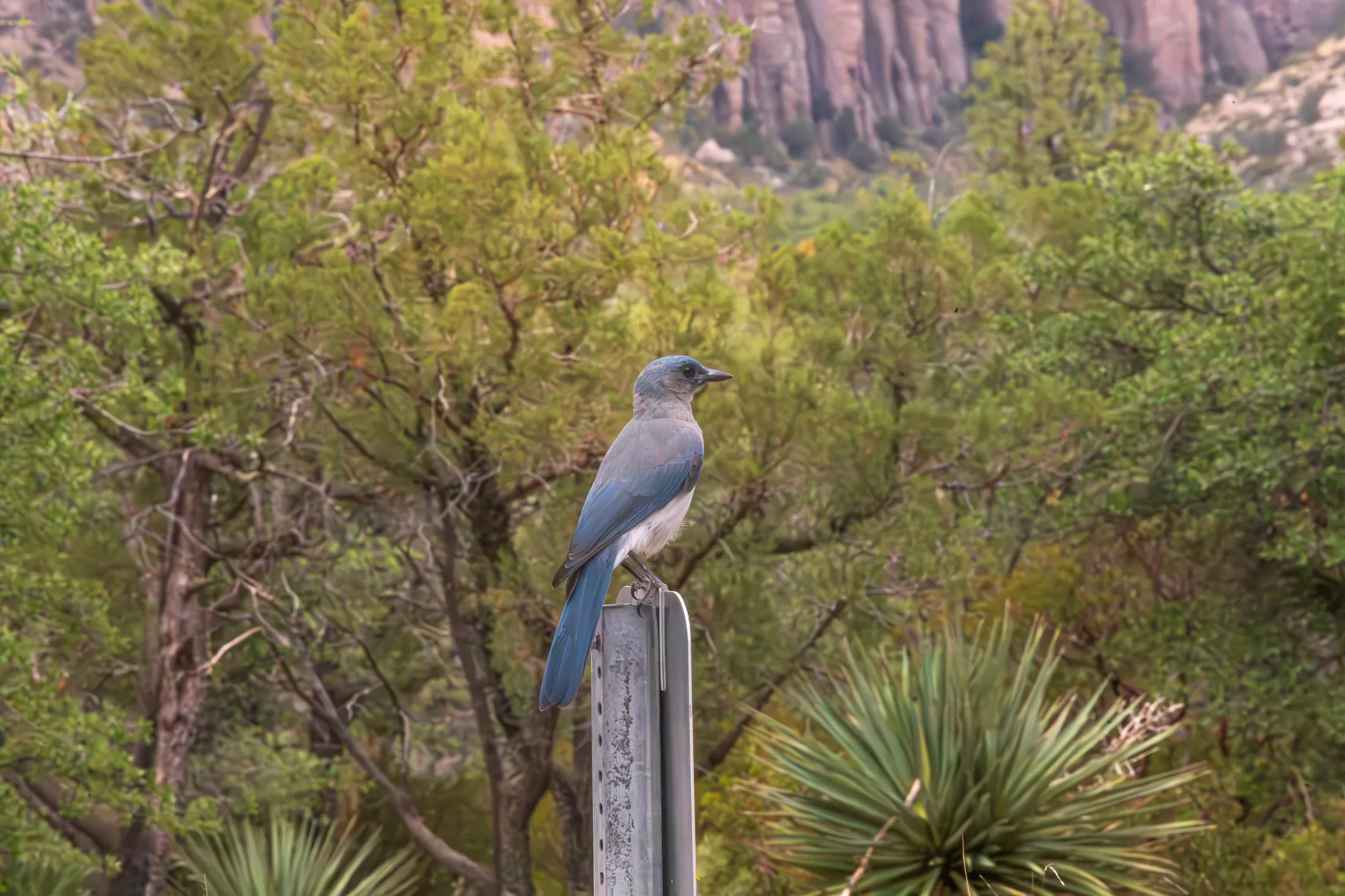 MAN (56) Mexican Jay at Chiricahua National Monument Mexican Jay at Chiricahua National Monument, animals, a fine art photograph by Michael Joseph Baca