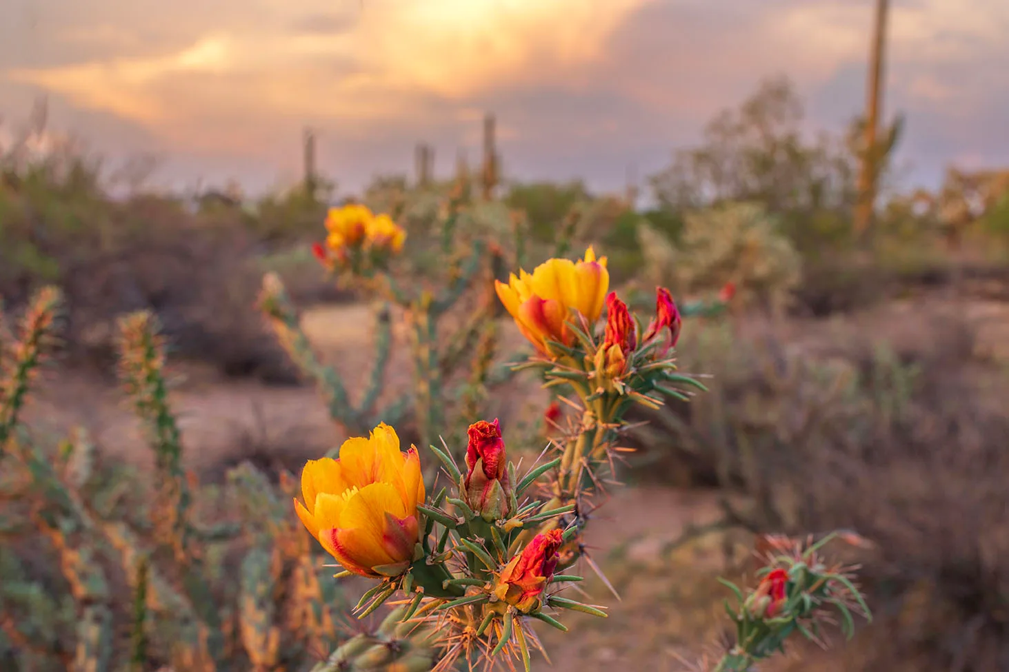 MFL (23) Cholla Blossoms Florence Arizona MFL (23) Cholla Blossoms Florence Arizona, flowers and plants by Michael Joseph Baca, Casa de Baca Studios, Florence, Arizona