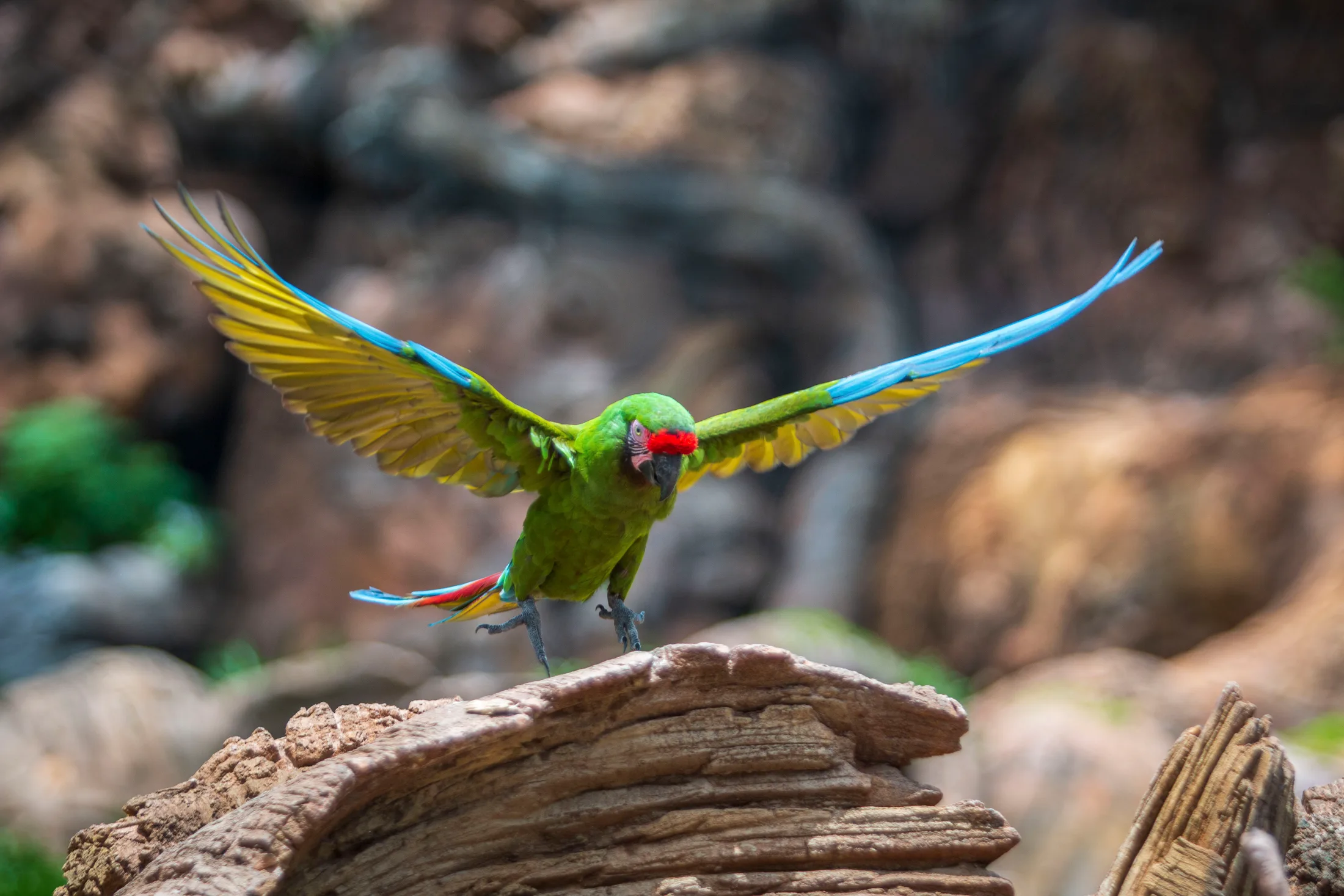MAN (29) Military Macaw at Animal Kingdom FL Military Macaw at Animal Kingdom FL, animals, a fine art photograph by Michael Joseph Baca