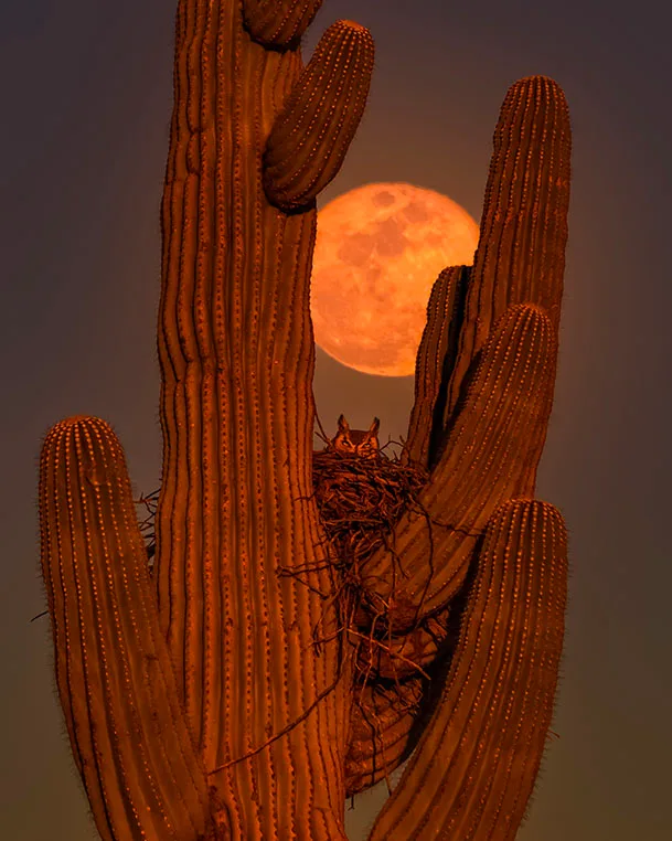 MMN (39) Great Horned Owl with the Moon Florence Arizona MMN (39) Great Horned Owl with the Moon Florence Arizona by Michael Joseph Baca, Casa de Baca Studios, Florence, Arizona