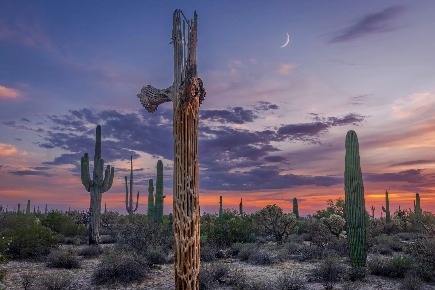 MMN (42) Saguaro Ribs and Sliver Moon Florence Arizona MMN (42) Saguaro Ribs and Sliver Moon Florence Arizona by Michael Joseph Baca, Casa de Baca Studios, Florence, Arizona