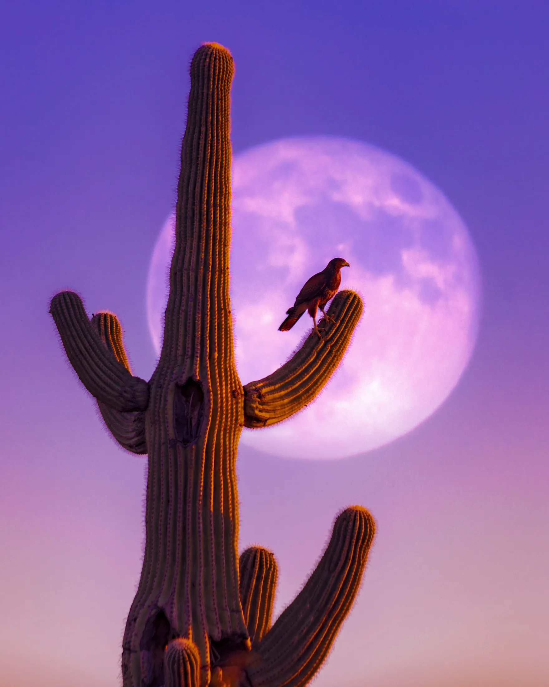 MMN (14) Moon & Harris's Hawk Florence AZ Moon & Harris's Hawk Florence AZ, a fine art photograph by Michael Joseph Baca, Casa de Baca Studios, Florence, Arizona