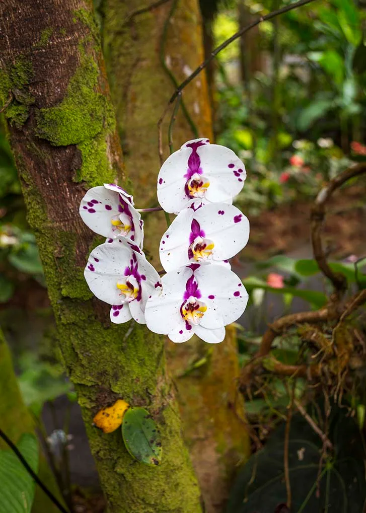 FJ031 Moth or Moon Orchid Hawaii Tropical Bioreserve and Garden Moth or Moon Orchid Hawaii Tropical Bioreserve and Garden, flowers and plants, a fine art photograph by Janell Evelyn Baca