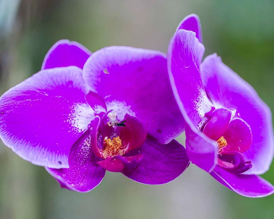 FJ032 Moth Orchid Hawaii Tropical Bioreserve and Garden Moth Orchid Hawaii Tropical Bioreserve and Garden, flowers and plants, a fine art photograph by Janell Evelyn Baca