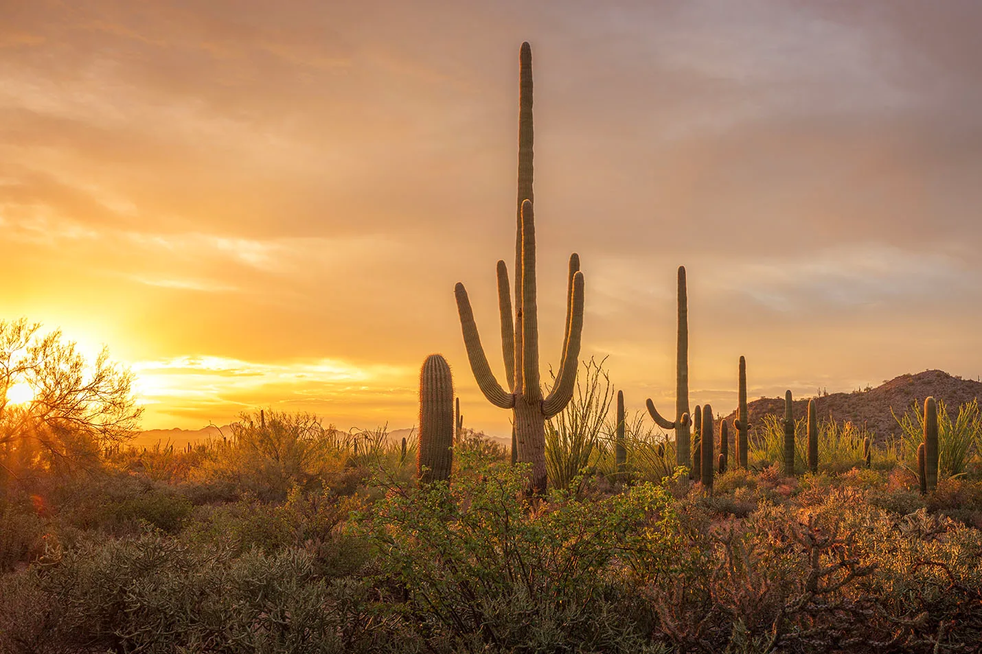 MSS (112) Sunset in Saguaro National Park Tucson Arizona MSS (112) Sunset in Saguaro National Park Tucson Arizona by Michael Joseph Baca, Casa de Baca Studios, Florence, Arizona
