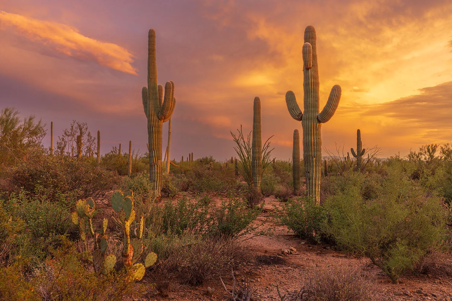 MSS (113) Sunset Saguaro National Park Tucson Arizona MSS (113) Sunset Saguaro National Park Tucson Arizona by Michael Joseph Baca, Casa de Baca Studios, Florence, Arizona