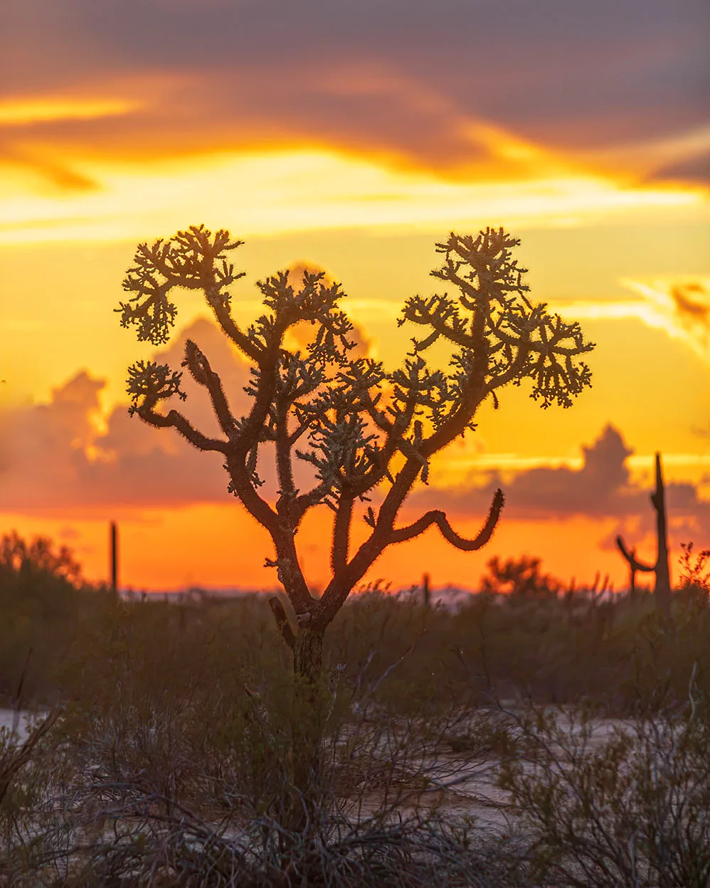 MSS (115) Cholla Sunset Florence Arizona MSS (115) Cholla Sunset Florence Arizona by Michael Joseph Baca, Casa de Baca Studios, Florence, Arizona
