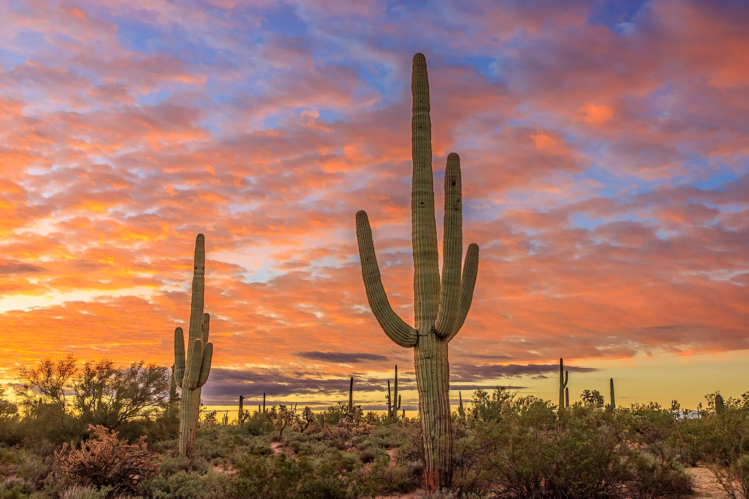 MSS (118) Florence Arizona MSS (118) Florence Arizona, sunset and sunrise by Michael Joseph Baca, Casa de Baca Studios, Florence, Arizona