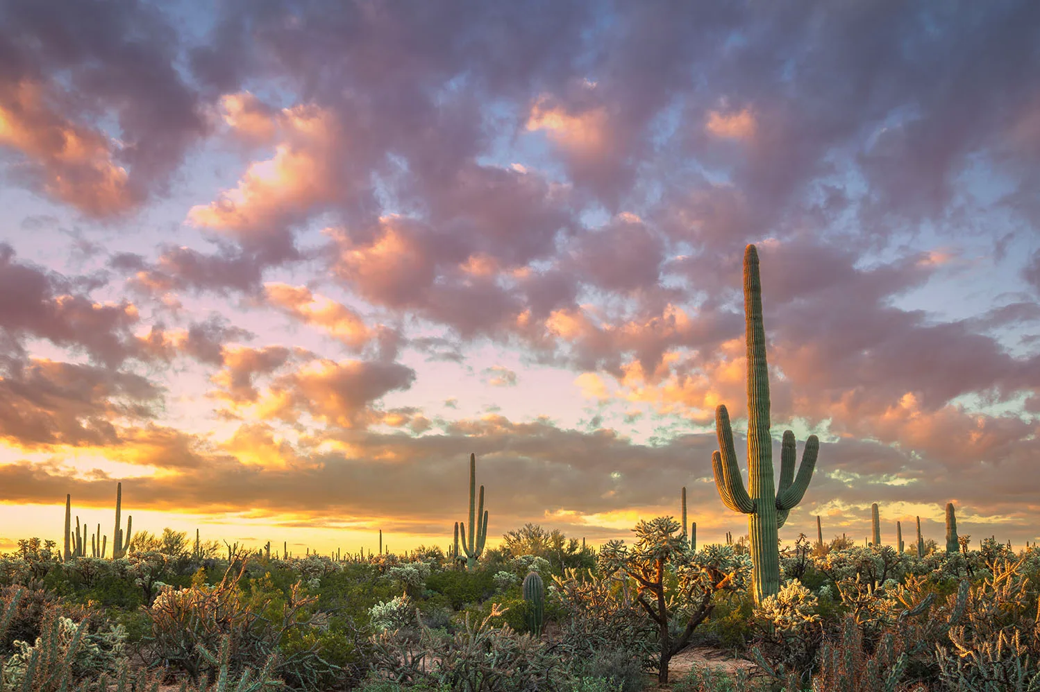 MSS (121) Florence Arizona MSS (121) Florence Arizona, sunset and sunrise by Michael Joseph Baca, Casa de Baca Studios, Florence, Arizona