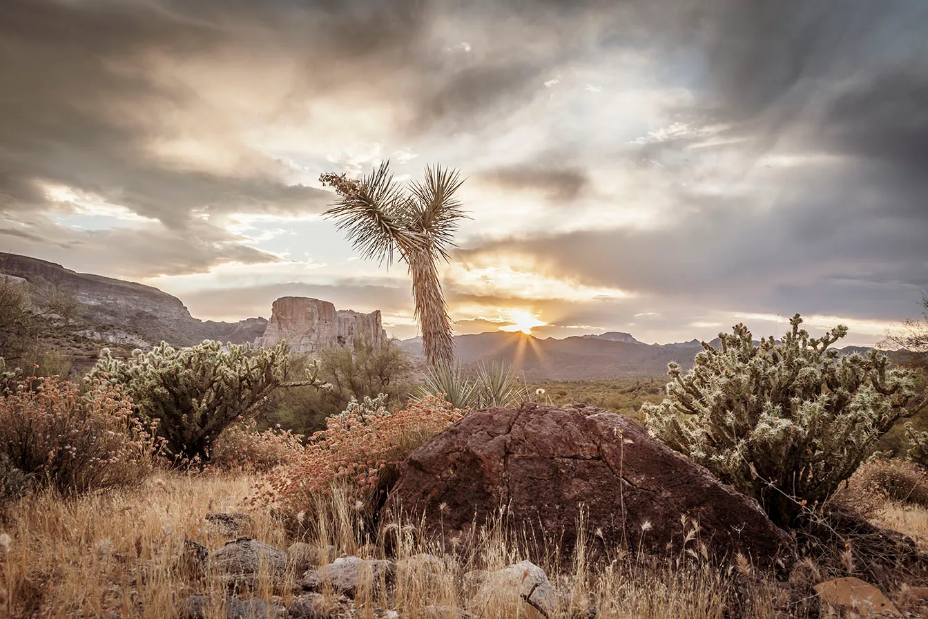 MSS (22) Joshua Tree Sunset Wickenburg Arizona MSS (22) Joshua Tree Sunset Wickenburg Arizona by Michael Joseph Baca, Casa de Baca Studios, Florence, Arizona