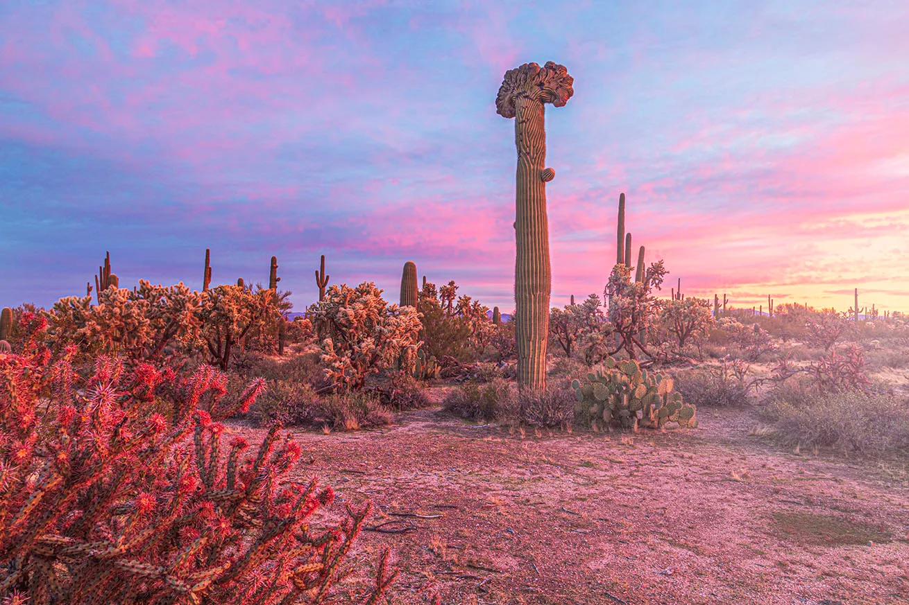 MSS (34) Crested Saguaro Florence Arizona MSS (34) Crested Saguaro Florence Arizona, sunset and sunrise by Michael Joseph Baca, Casa de Baca Studios, Florence, Arizona