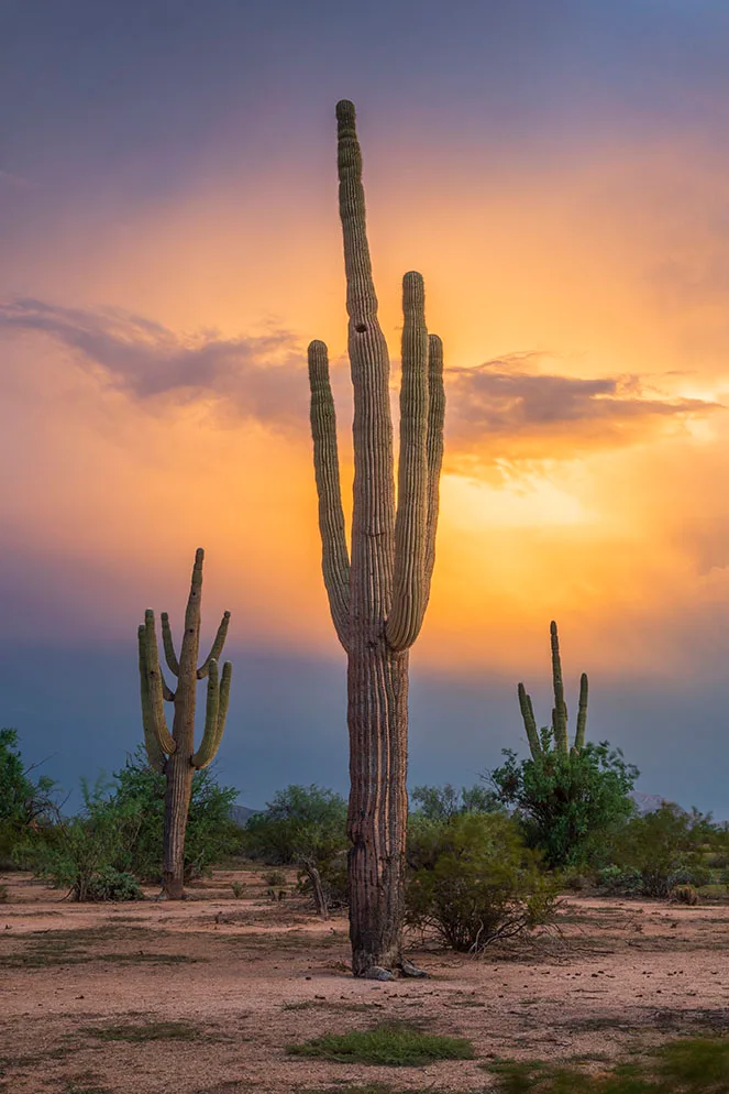 MSS (51) Vertical Crop Coolidge Arizona MSS (51) Vertical Crop Coolidge Arizona, sunset and sunrise by Michael Joseph Baca, Casa de Baca Studios, Florence, Arizona
