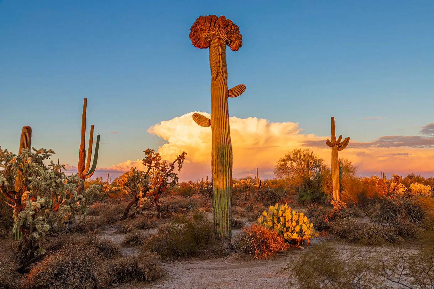 MSS (64) Crested Saguaro Florence Arizona MSS (64) Crested Saguaro Florence Arizona, sunset and sunrise by Michael Joseph Baca, Casa de Baca Studios, Florence, Arizona