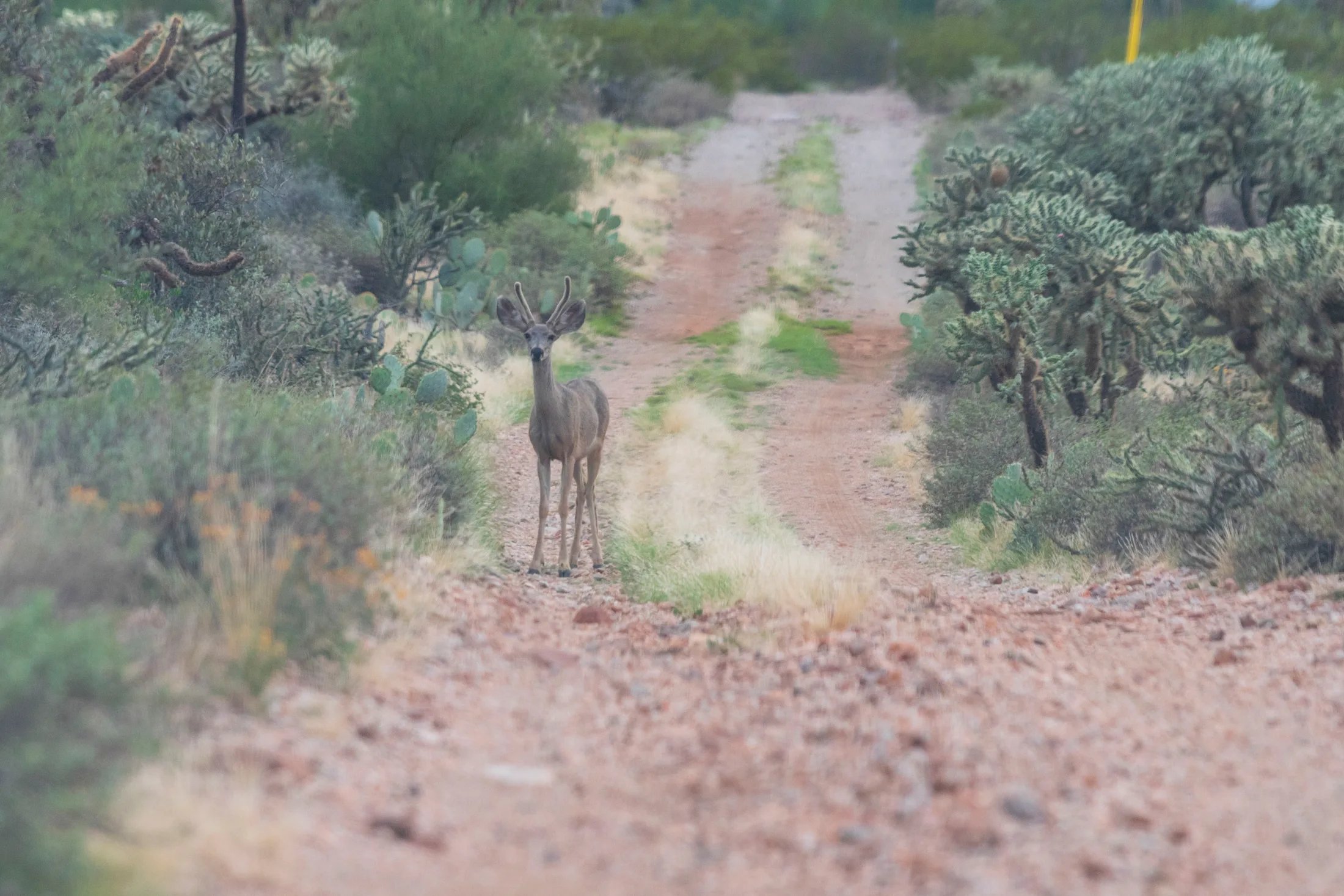 MAN (65) Mule Deer in desert near Queen Valley Mule Deer in desert near Queen Valley, animals, a fine art photograph by Michael Joseph Baca