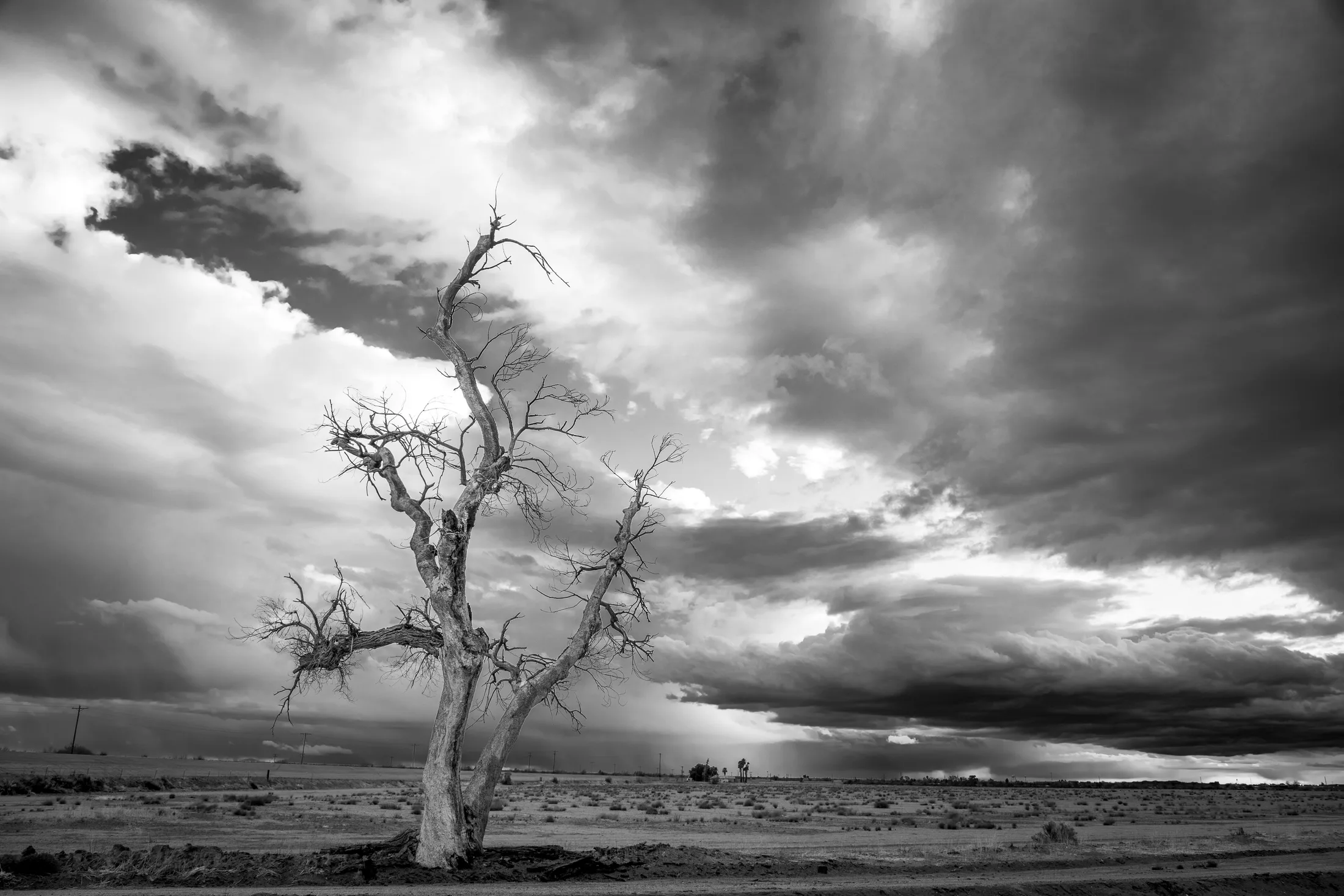 MST (66) Old Tree and Distant Storm Florence AZ -1 Old Tree and Distant Storm Florence AZ -1, lightning, a fine art photograph by Michael Joseph Baca