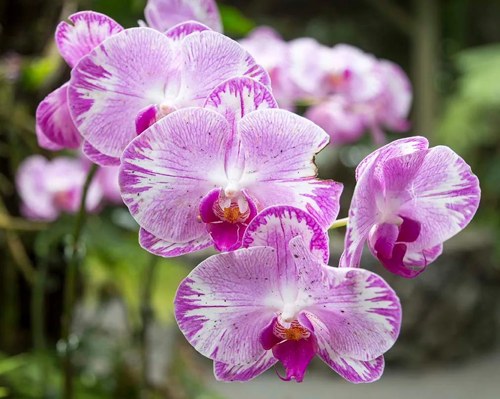 FJ033 Orchid Hawaii Tropical Bioreserve and Garden Orchid Hawaii Tropical Bioreserve and Garden, flowers and plants, a fine art photograph by Janell Evelyn Baca