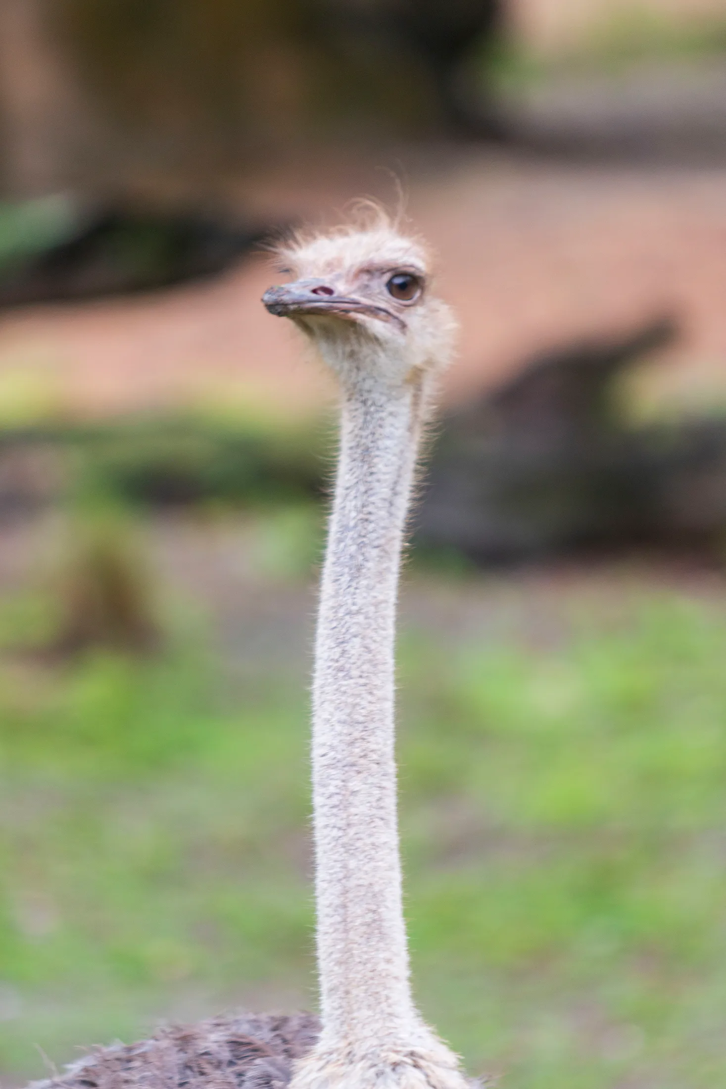 MAN (27) Ostrich at Animal Kingdom FL Ostrich at Animal Kingdom FL, animals, a fine art photograph by Michael Joseph Baca, Casa de Baca Studios, Florence, Arizona