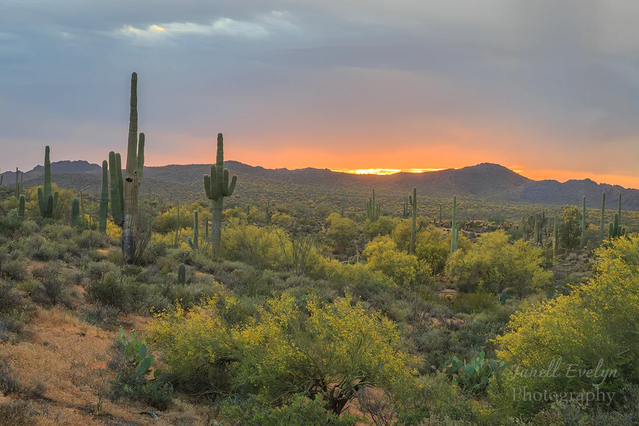 JS036 Palo Verde Blooming Superstition Wilderness off Hwy 60 Palo Verde Blooming Superstition Wilderness off Hwy 60, sunset and sunrise, a fine art photograph by Janell Evelyn Baca