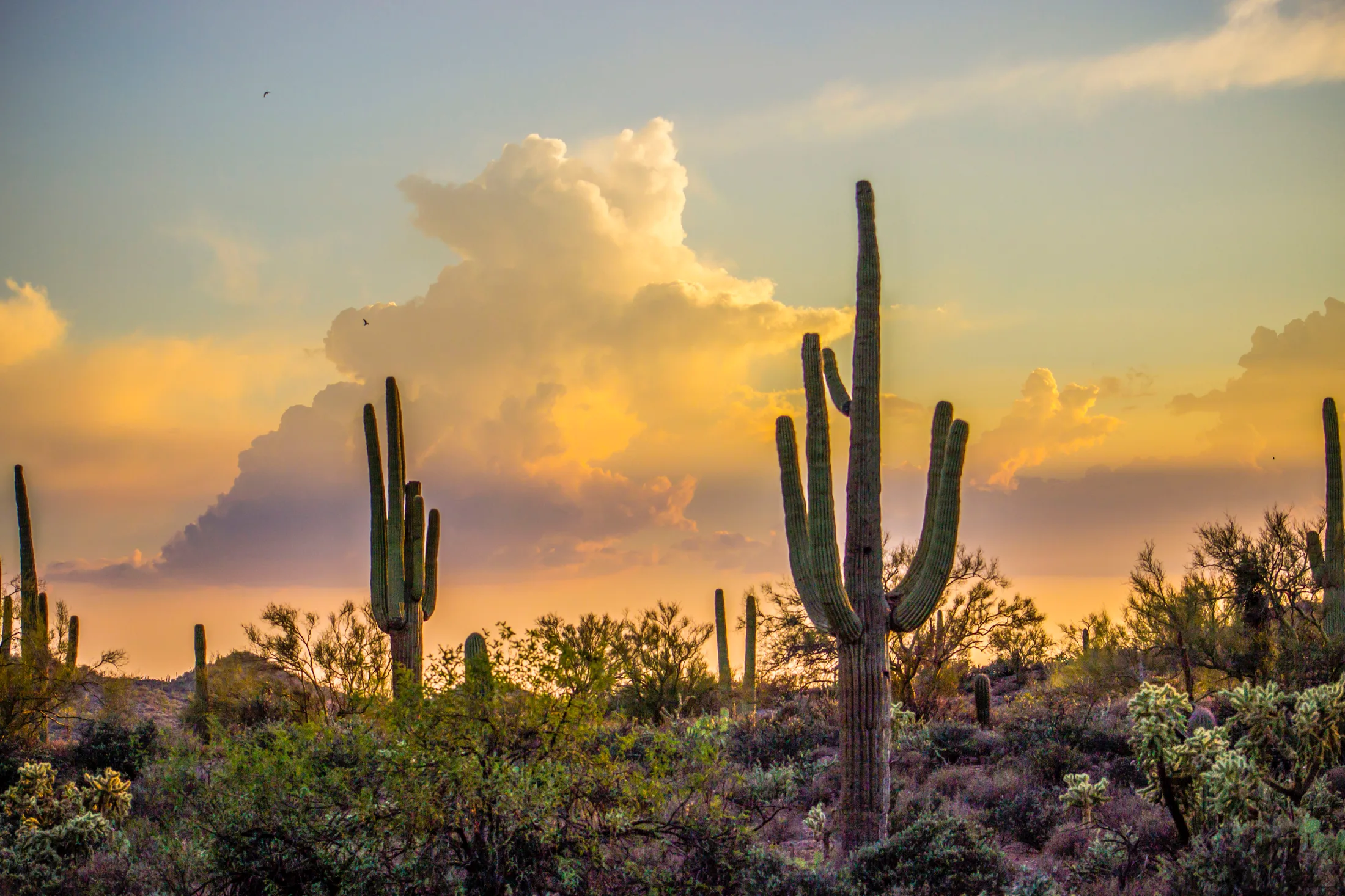 MSS (1) Peralta Superstition Wilderness Peralta Superstition Wilderness, sunset and sunrise, a fine art photograph by Michael Joseph Baca