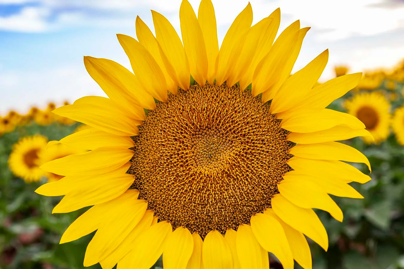 FJZ04 Pinal County Sunflowers Pinal County Sunflowers, a fine art photograph by Janell Evelyn Baca, Casa de Baca Studios, Florence, Arizona