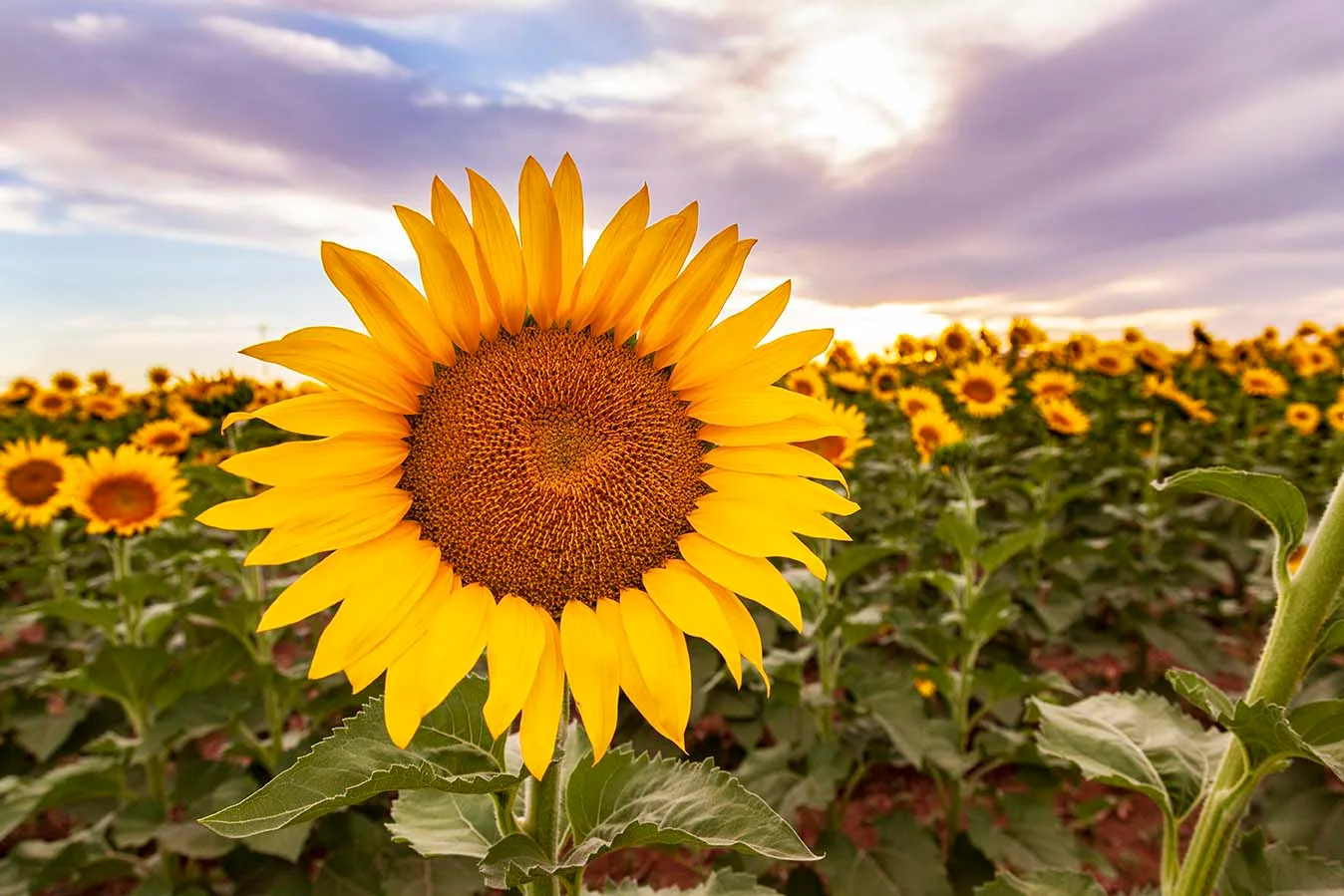 FJZ05 Pinal County Sunflowers Pinal County Sunflowers, a fine art photograph by Janell Evelyn Baca, Casa de Baca Studios, Florence, Arizona