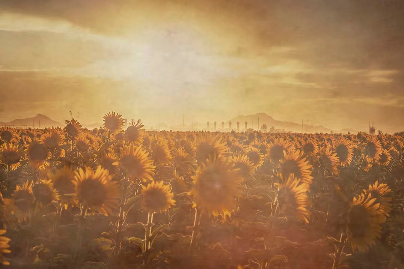 FJZ06 Pinal County Sunflowers sunset Pinal County Sunflowers sunset, a fine art photograph by Janell Evelyn Baca, Casa de Baca Studios, Florence, Arizona