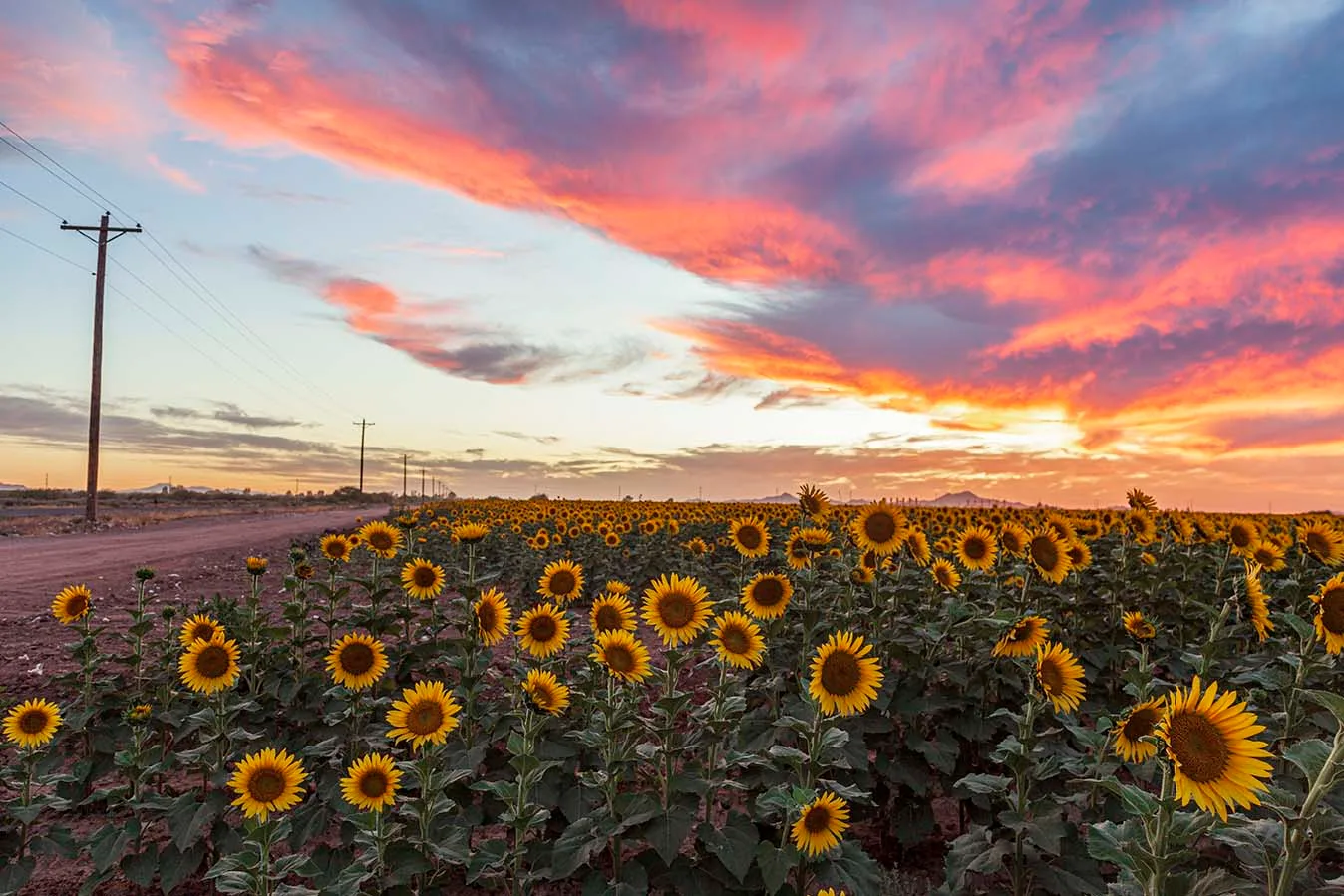 FJZ03 Pinal County Sunflowers Pinal County Sunflowers, a fine art photograph by Janell Evelyn Baca, Casa de Baca Studios, Florence, Arizona