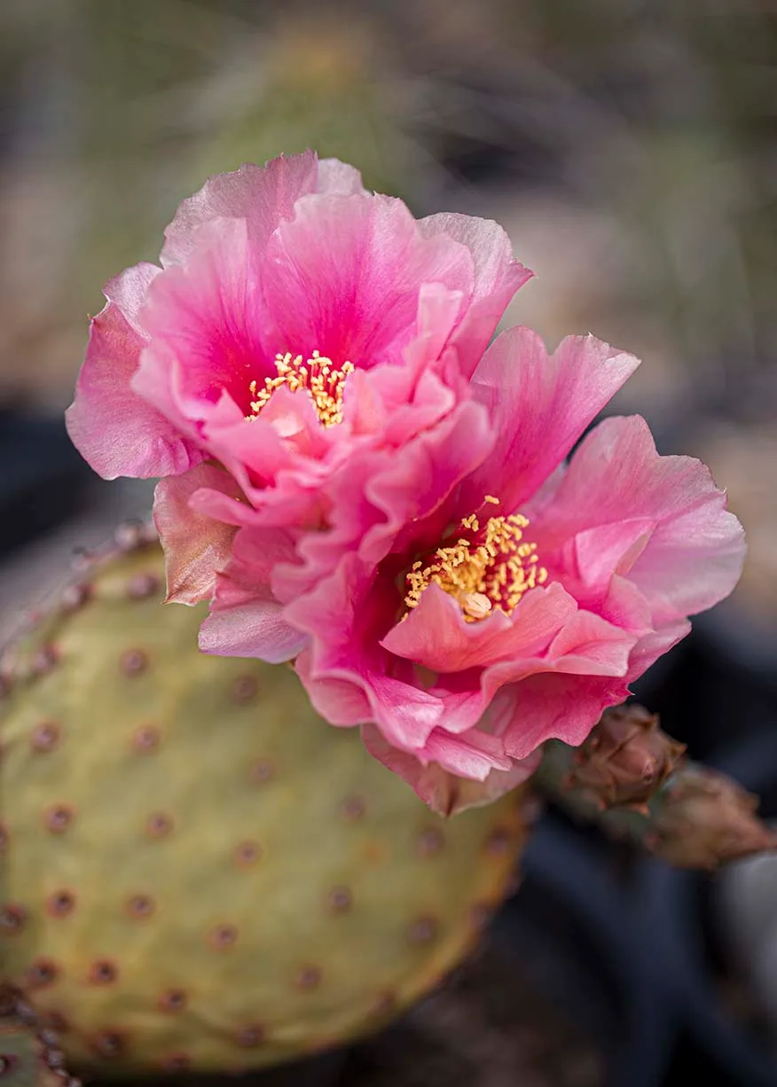 FJ018 Pink Bloom Beavertail Prickly Pear Cactus Boyce Thompson Arboretum Pink Bloom Beavertail Prickly Pear Cactus Boyce Thompson Arboretum, flowers and plants, a fine art photograph