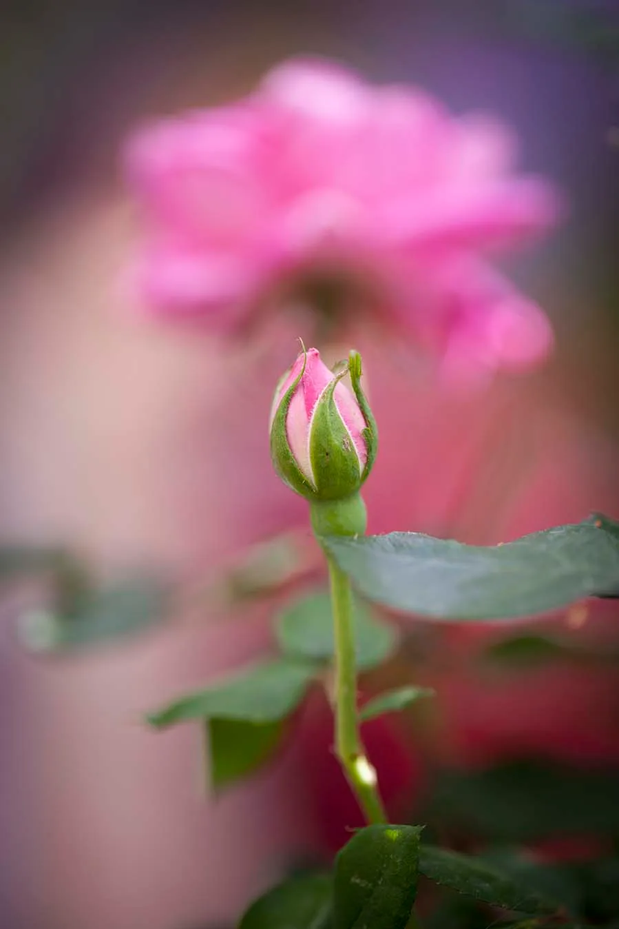 FJ010 Pink Garden Rose Bud Tucson Botanical Pink Garden Rose Bud Tucson Botanical, flowers and plants, a fine art photograph by Janell Evelyn Baca