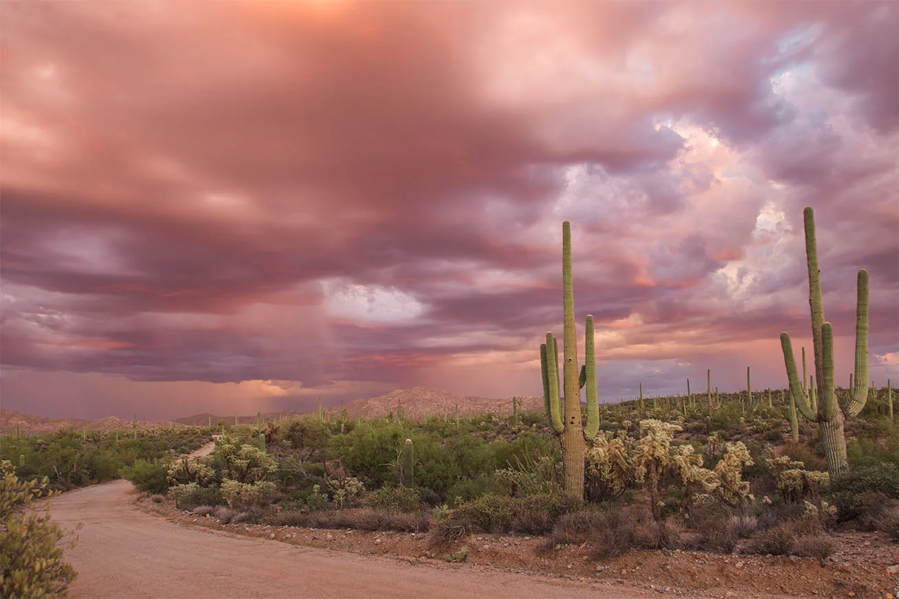 JS043 Pink Rain 96 Ranch Road Florence AZ Pink Rain 96 Ranch Road Florence AZ, sunset and sunrise, a fine art photograph by Janell Evelyn Baca