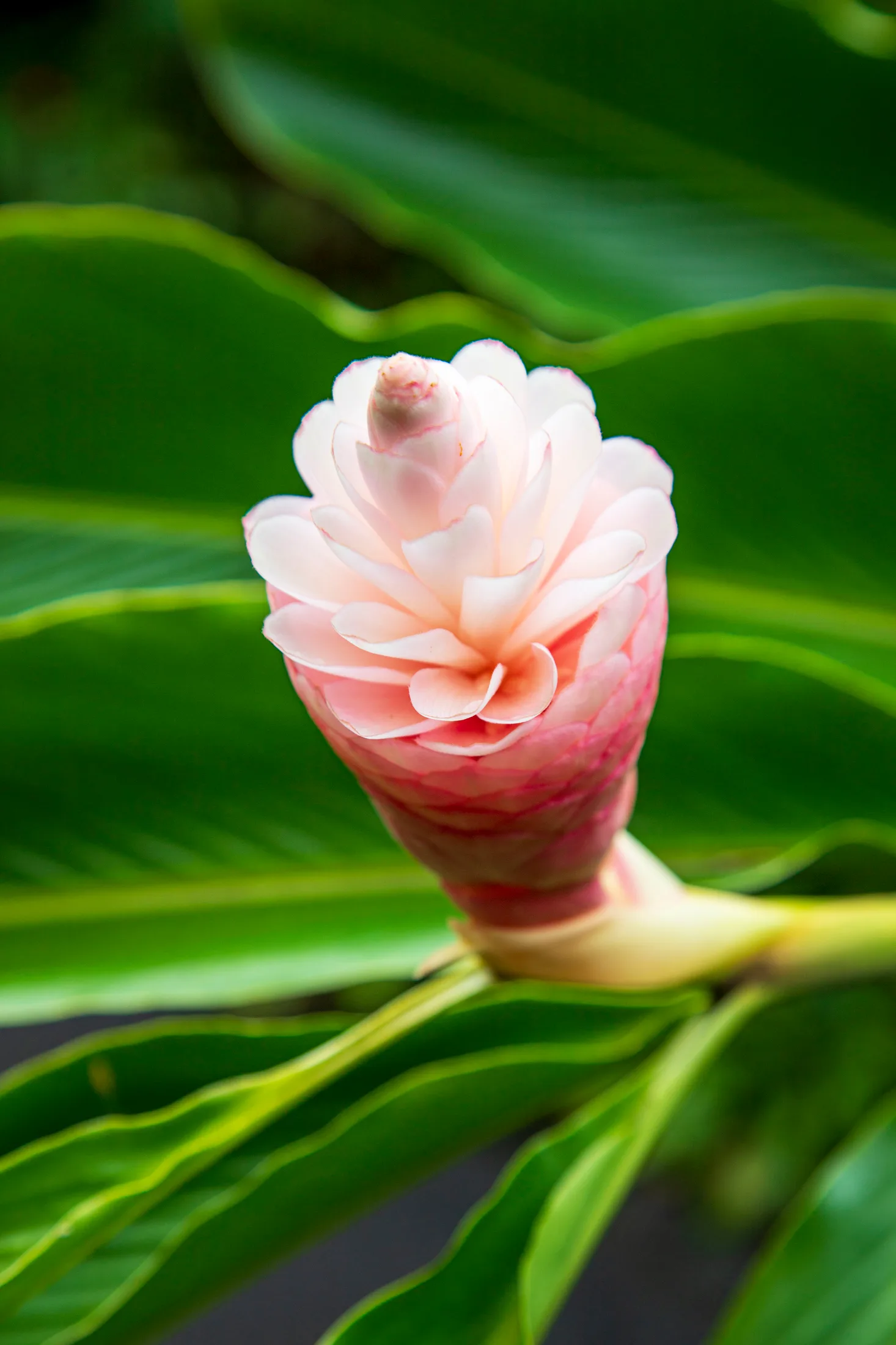 MFL (20) Pinkk & White Spiral Ginger Flower Hawaii Pinkk & White Spiral Ginger Flower Hawaii, flowers and plants, a fine art photograph by Michael Joseph Baca