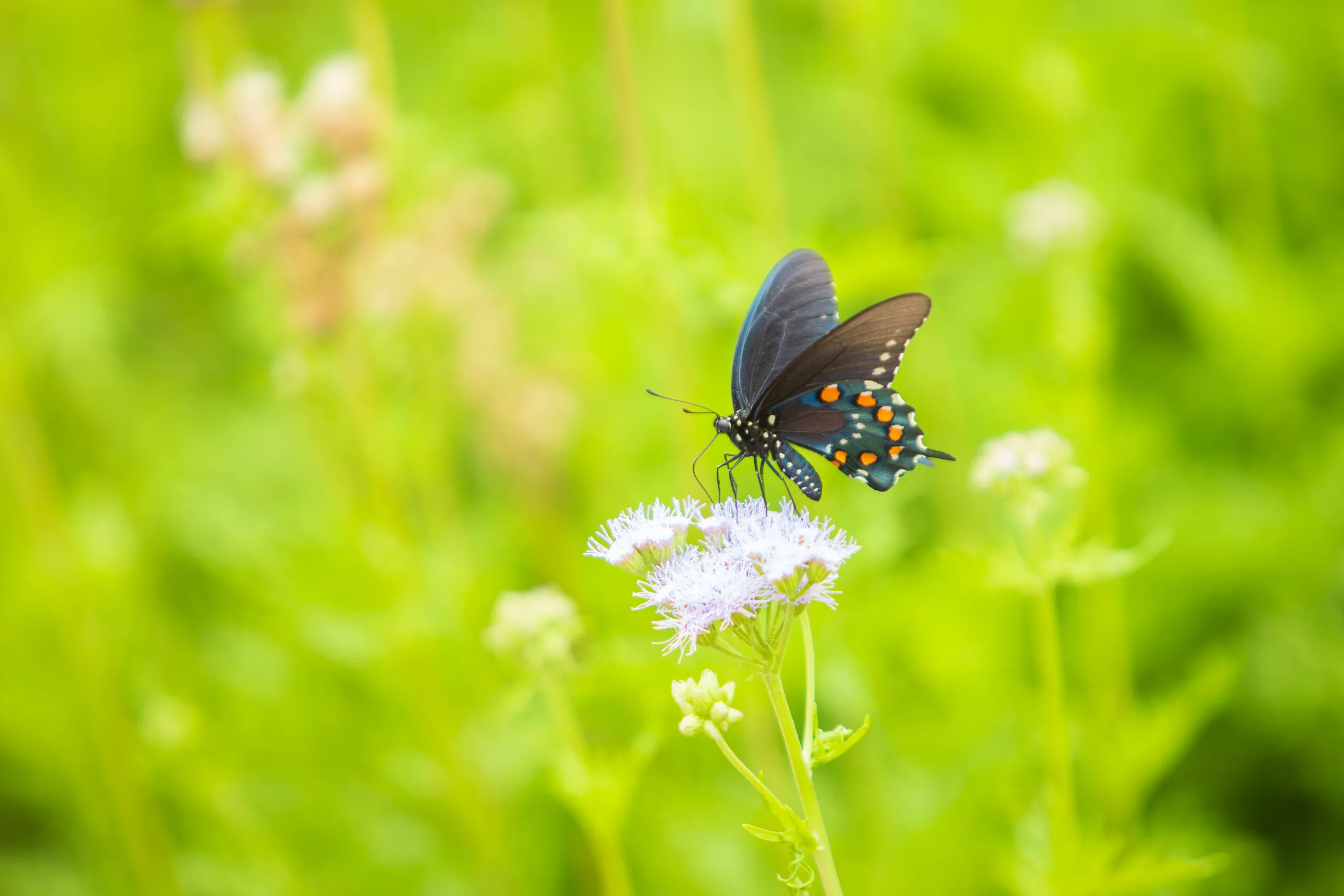 MAN (59) Pipevine Swallowtail Butterfly at the San Pedro House in Sierra Vista AZ Pipevine Swallowtail Butterfly at the San Pedro House in Sierra Vista AZ, animals, a fine art photograph