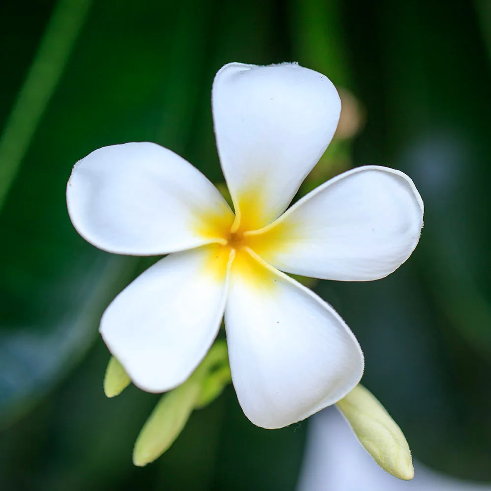 FJ048SQ Plumeria Frangipani Big Island Hawaii Plumeria Frangipani Big Island Hawaii, flowers and plants, a fine art photograph by Janell Evelyn Baca