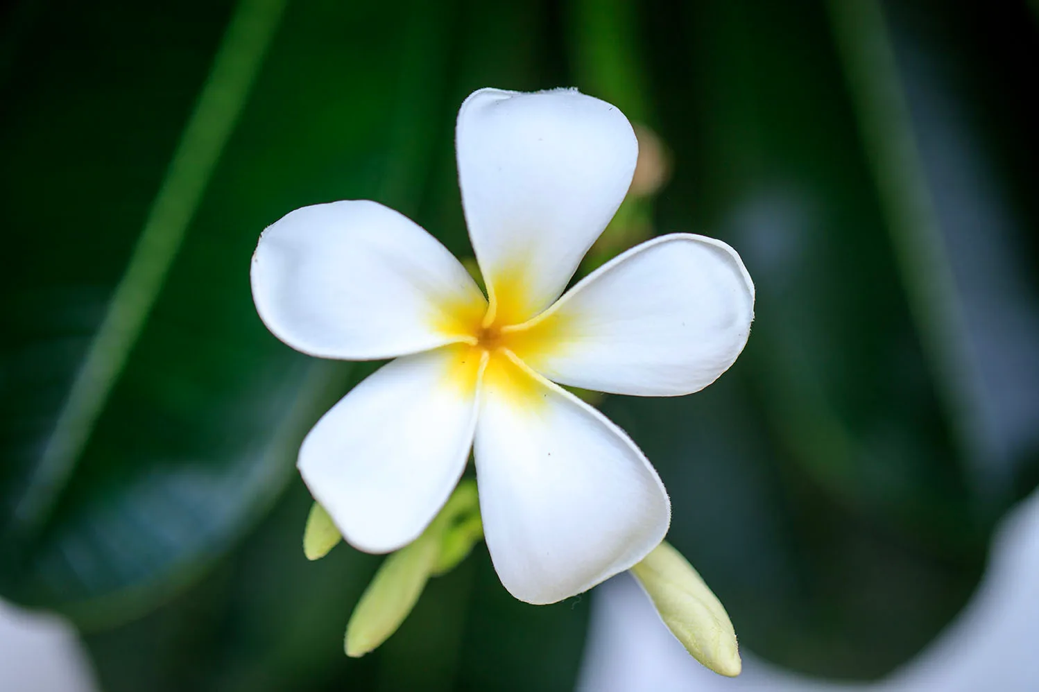 FJ048 Plumeria frangipani Big Island Hawaii Plumeria frangipani Big Island Hawaii, flowers and plants, a fine art photograph by Janell Evelyn Baca
