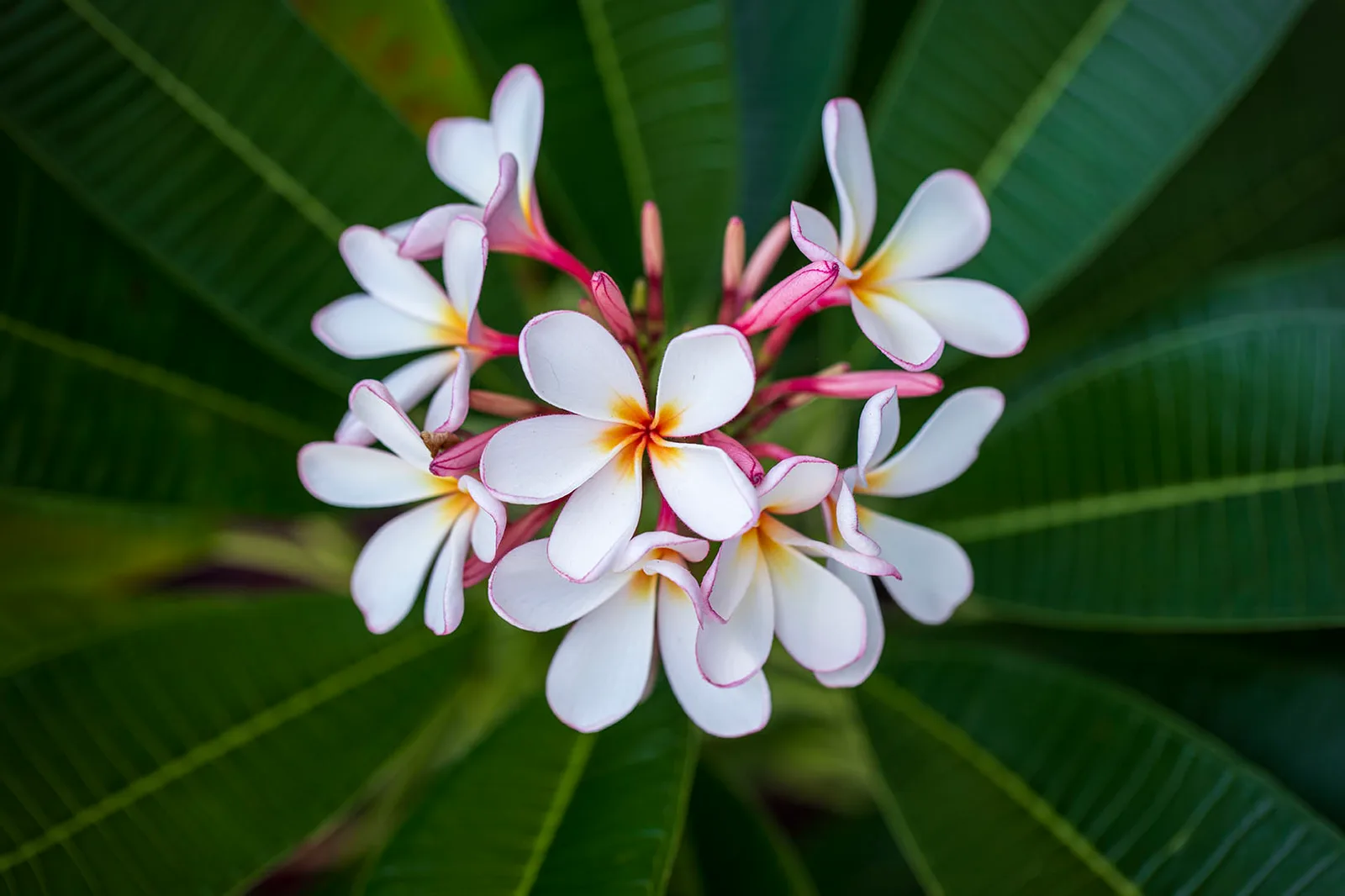 FJ050 Plumeria Frangipani Bouquet Big Island Hawaii Plumeria Frangipani Bouquet Big Island Hawaii, flowers and plants, a fine art photograph by Janell Evelyn Baca