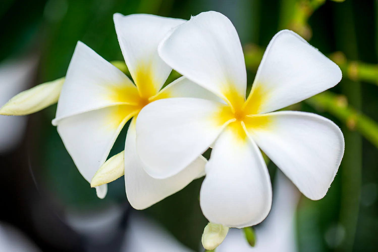 FJ049 Plumeria Frangipani Pair Big Island Hawaii Plumeria Frangipani Pair Big Island Hawaii, flowers and plants, a fine art photograph by Janell Evelyn Baca