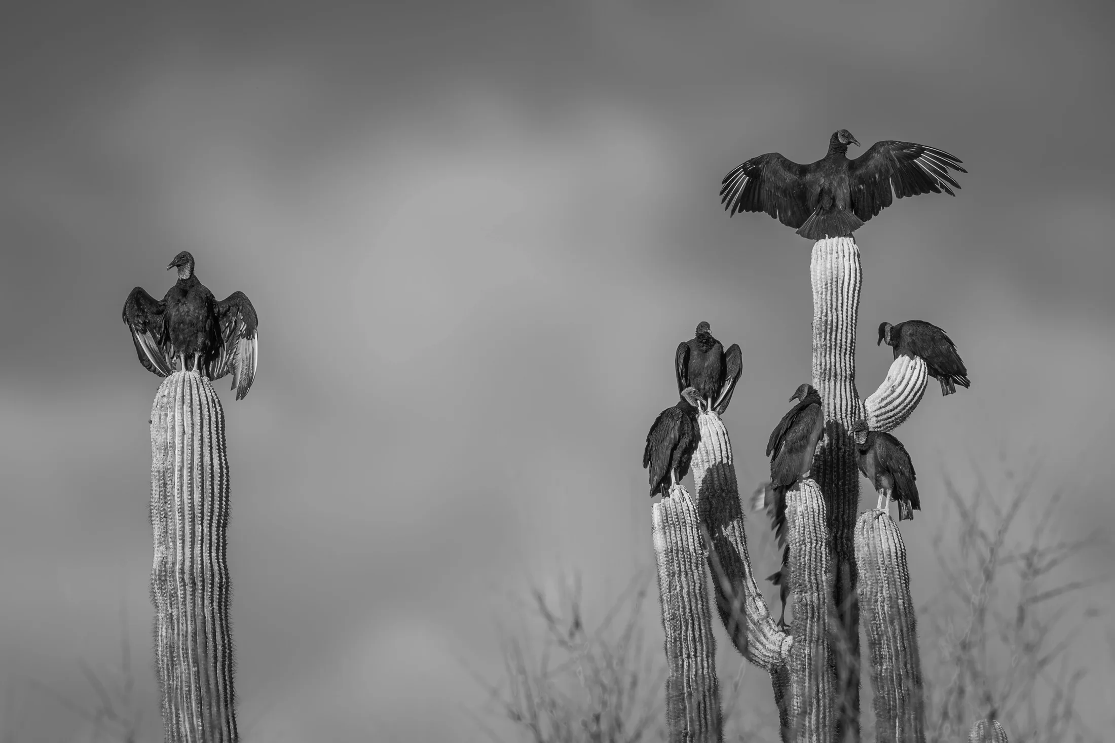MAN (44) Price Road Black Vultures Florence AZ Price Road Black Vultures Florence AZ, animals, a fine art photograph by Michael Joseph Baca