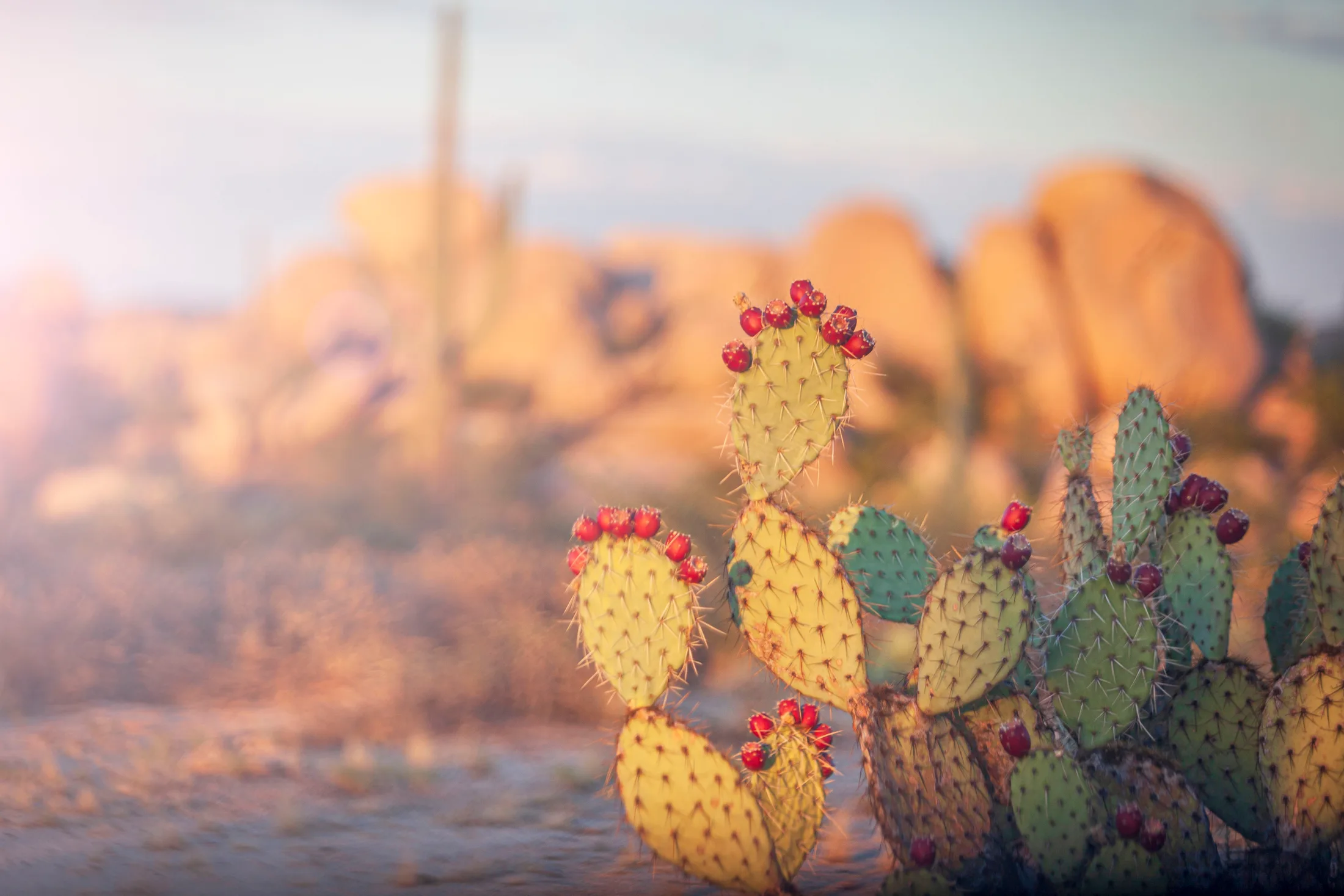 MFL (14) Prickly Pear at The Boulders Florence AZ Prickly Pear at The Boulders Florence AZ, flowers and plants, a fine art photograph by Michael Joseph Baca