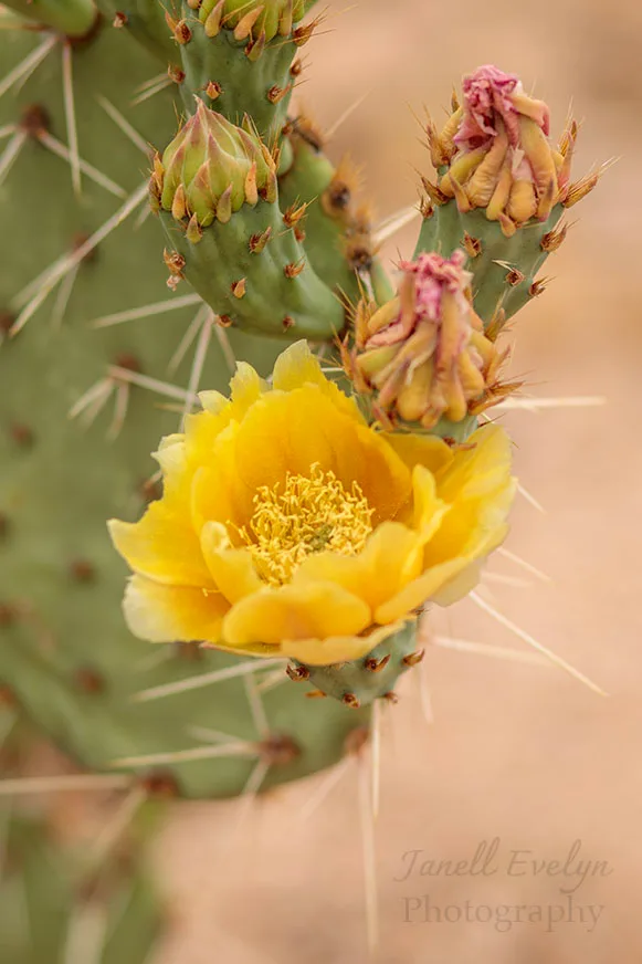 FJ046 Prickly Pear Bloom at The Boulders Florence AZ Prickly Pear Bloom at The Boulders Florence AZ, flowers and plants, a fine art photograph by Janell Evelyn Baca