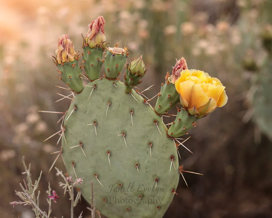 FJ047 Prickly Pear Blossom at The Boulders Florence AZ Prickly Pear Blossom at The Boulders Florence AZ, flowers and plants, a fine art photograph by Janell Evelyn Baca