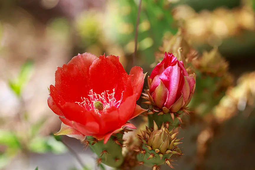 FJ043 Prickly Pear Cactus Blooms Boyce Thompson Arboretum Prickly Pear Cactus Blooms Boyce Thompson Arboretum, flowers and plants, a fine art photograph by Janell Evelyn Baca