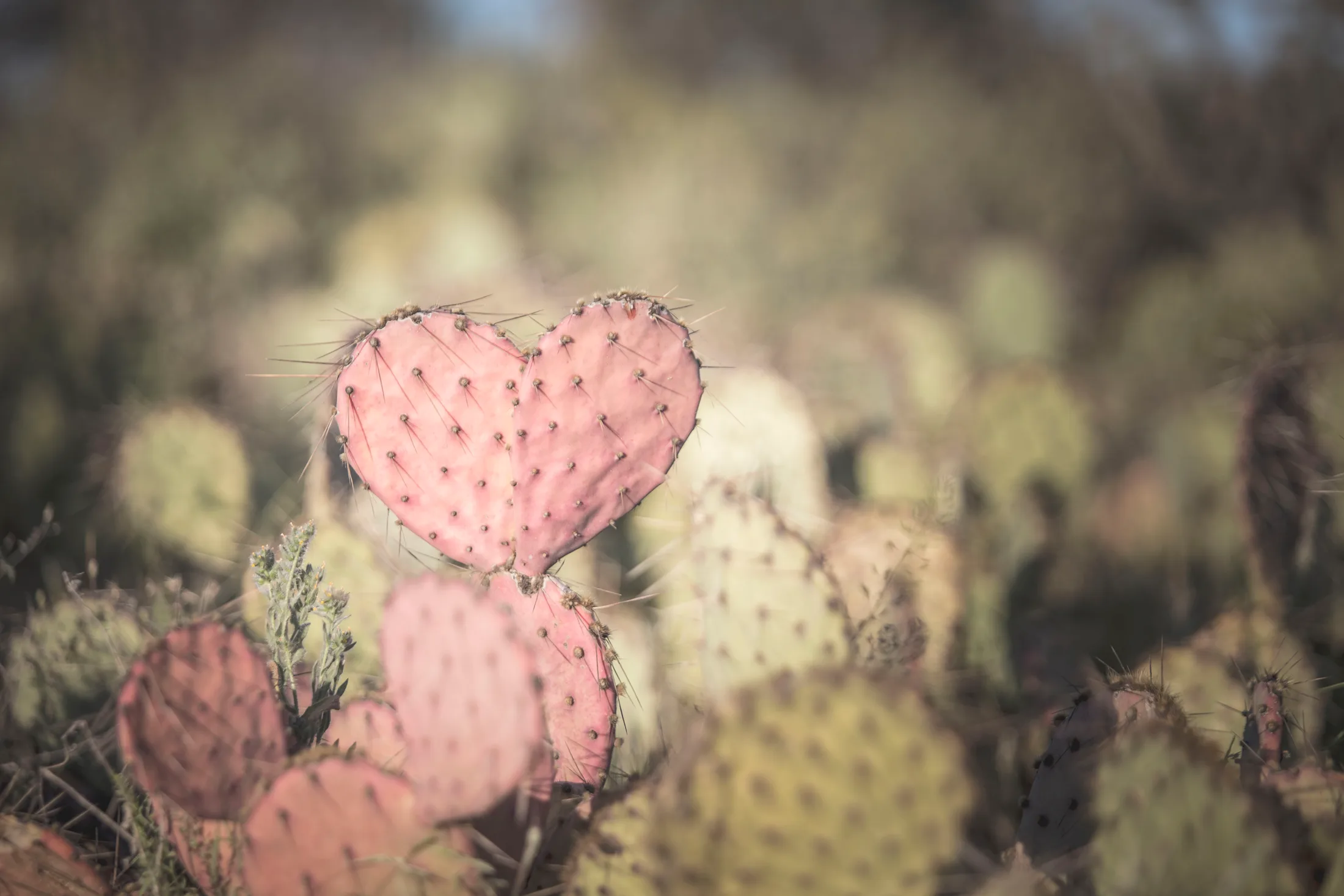 MLS (6) Prickly Pear Cactus Florence AZ Prickly Pear Cactus Florence AZ, landscape, a fine art photograph by Michael Joseph Baca