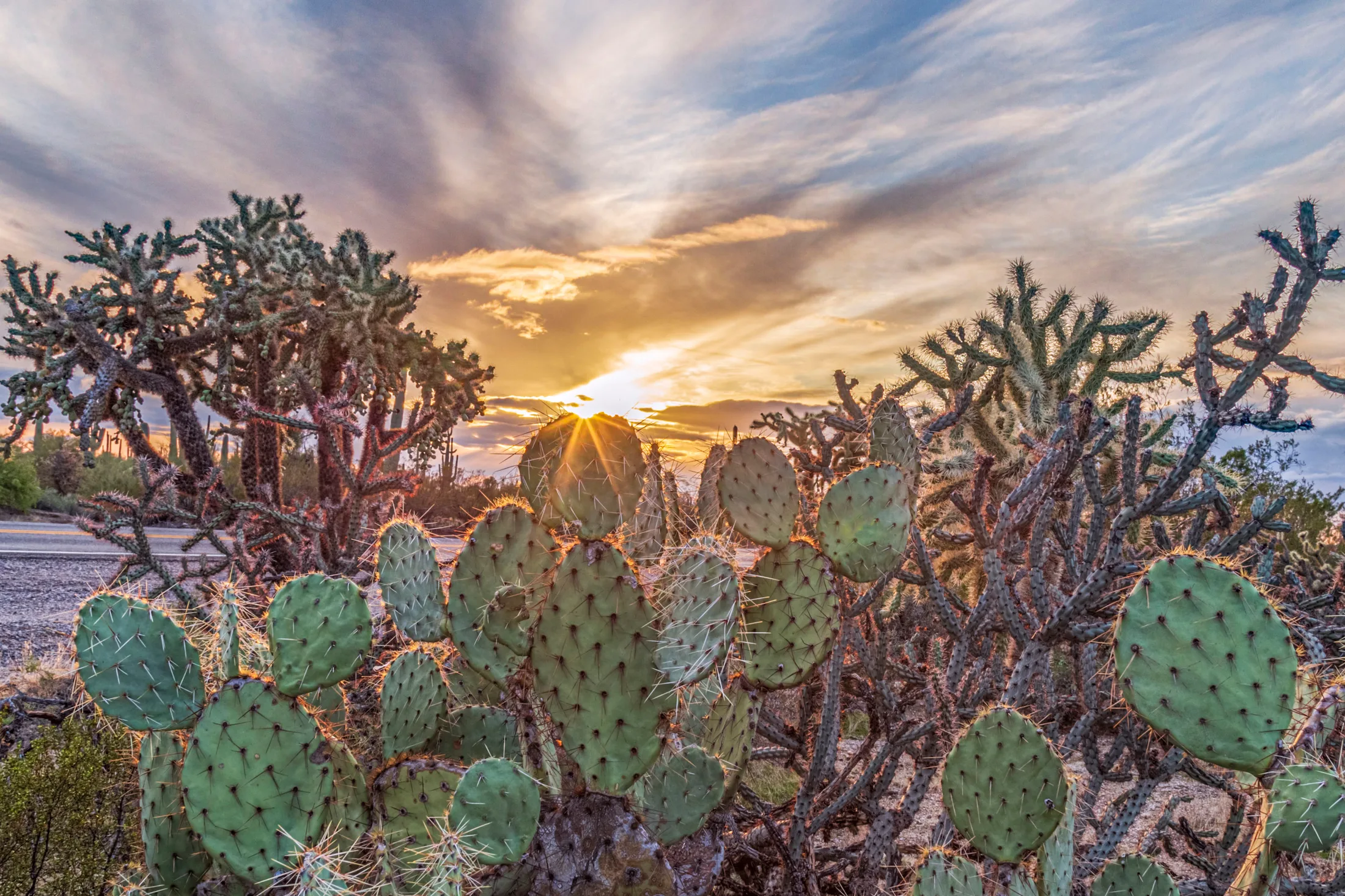 MSS (37) Prickly Pear Florence AZ Prickly Pear Florence AZ, sunset and sunrise, a fine art photograph by Michael Joseph Baca