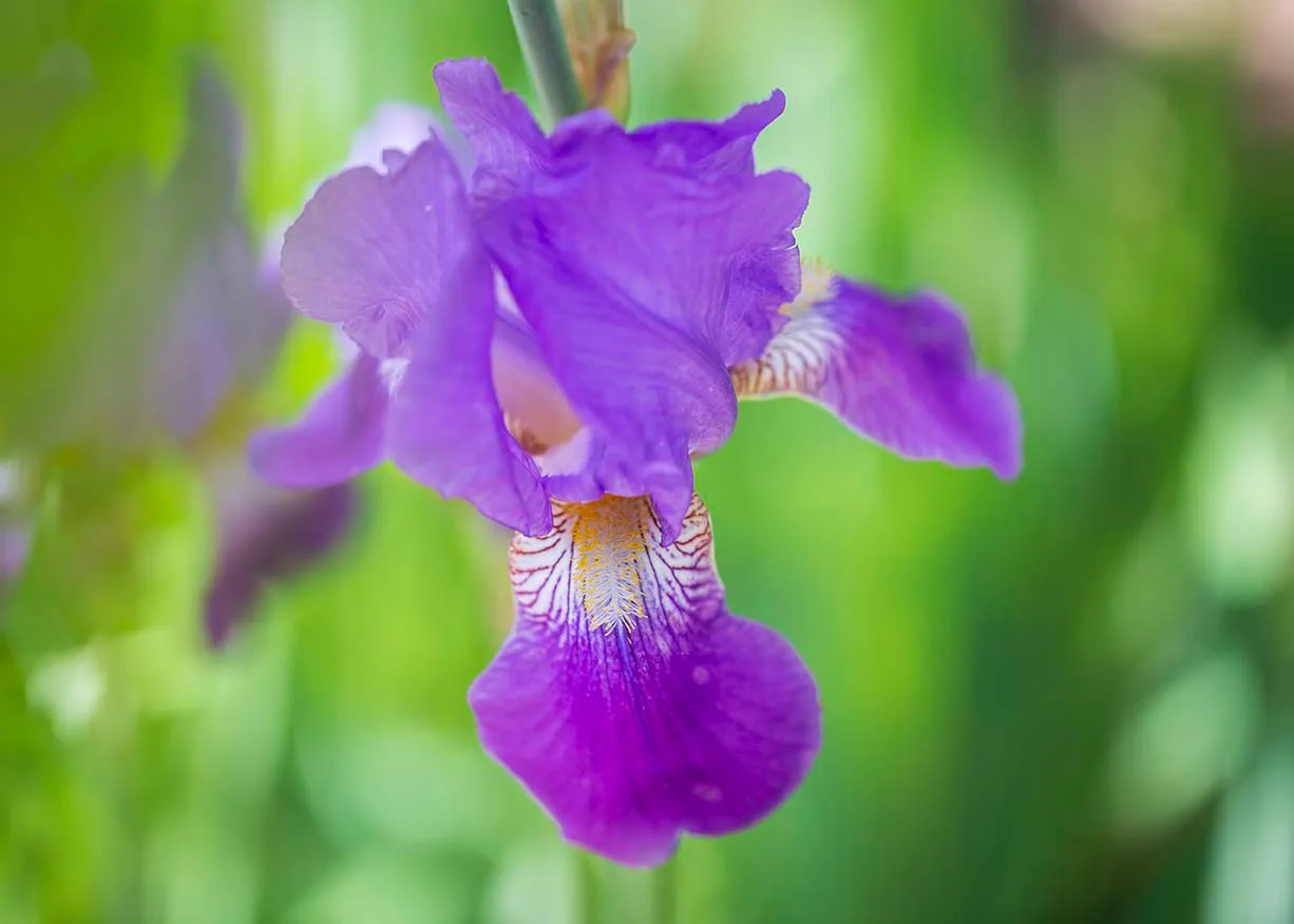FJ025 Purple Bearded Iris Boyce Thompson Arboretum Purple Bearded Iris Boyce Thompson Arboretum, flowers and plants, a fine art photograph by Janell Evelyn Baca