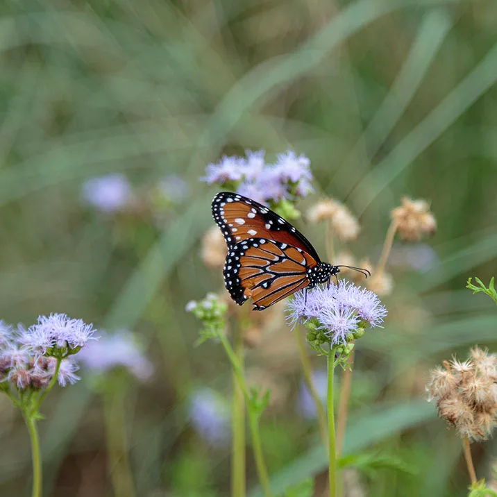 JZ012 Queen Butterfly on Gregg's Mistflower at San Pedro Riparian National Conservation Area Queen Butterfly on Gregg's Mistflower at San Pedro Riparian National Conservation Area, animals, a fine art photograph