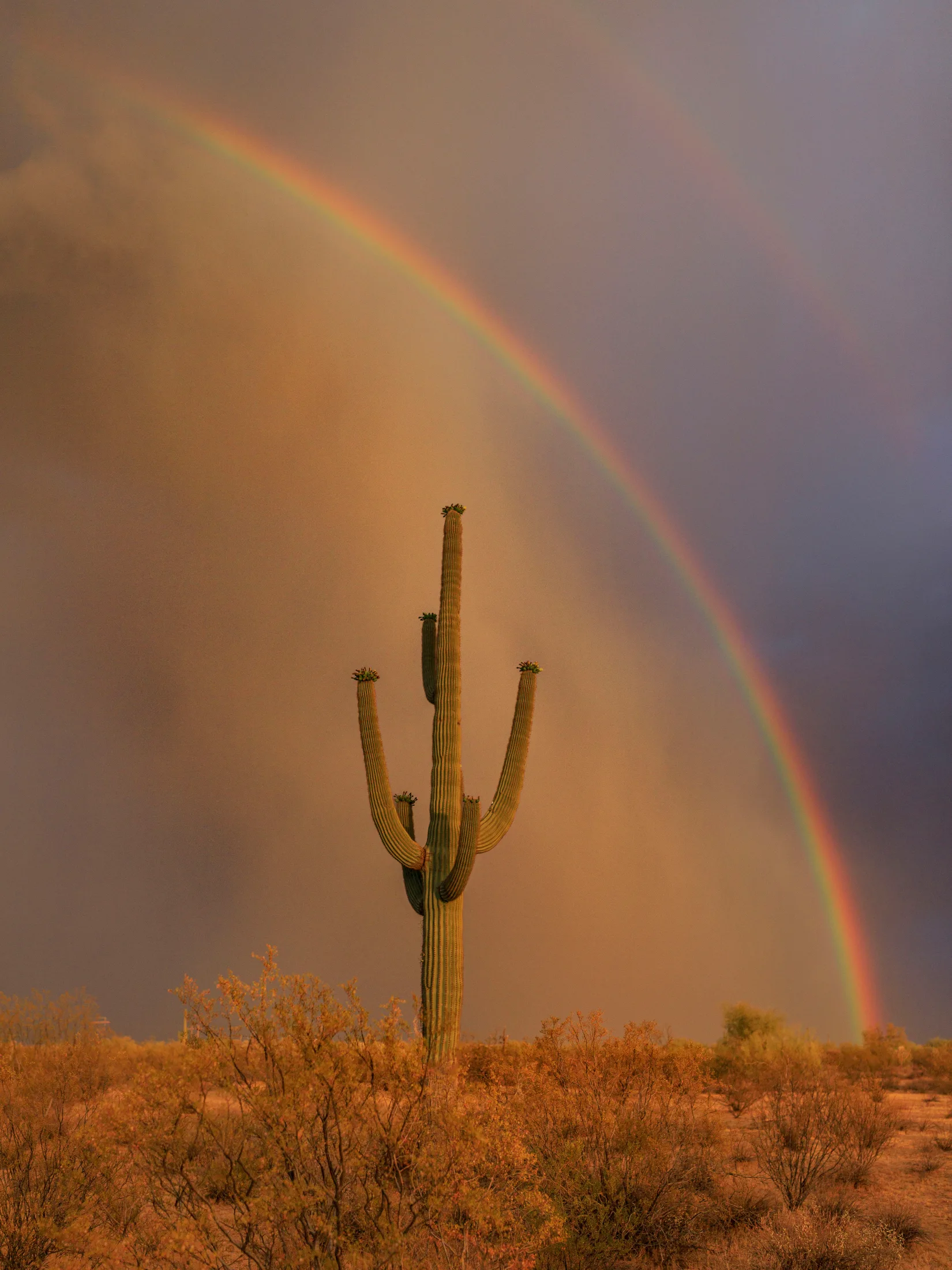 MST (69) Rainbow Rain and Saguaro Florence AZ Rainbow Rain and Saguaro Florence AZ, lightning, a fine art photograph by Michael Joseph Baca