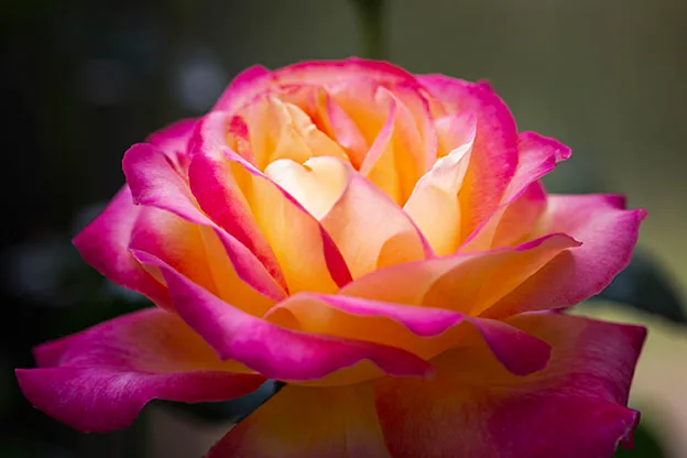 FJ045 Rainbow Sorbet Rose Boyce Thompson Arboretum dramatic light Rainbow Sorbet Rose Boyce Thompson Arboretum dramatic light, flowers and plants, a fine art photograph by Janell Evelyn Baca