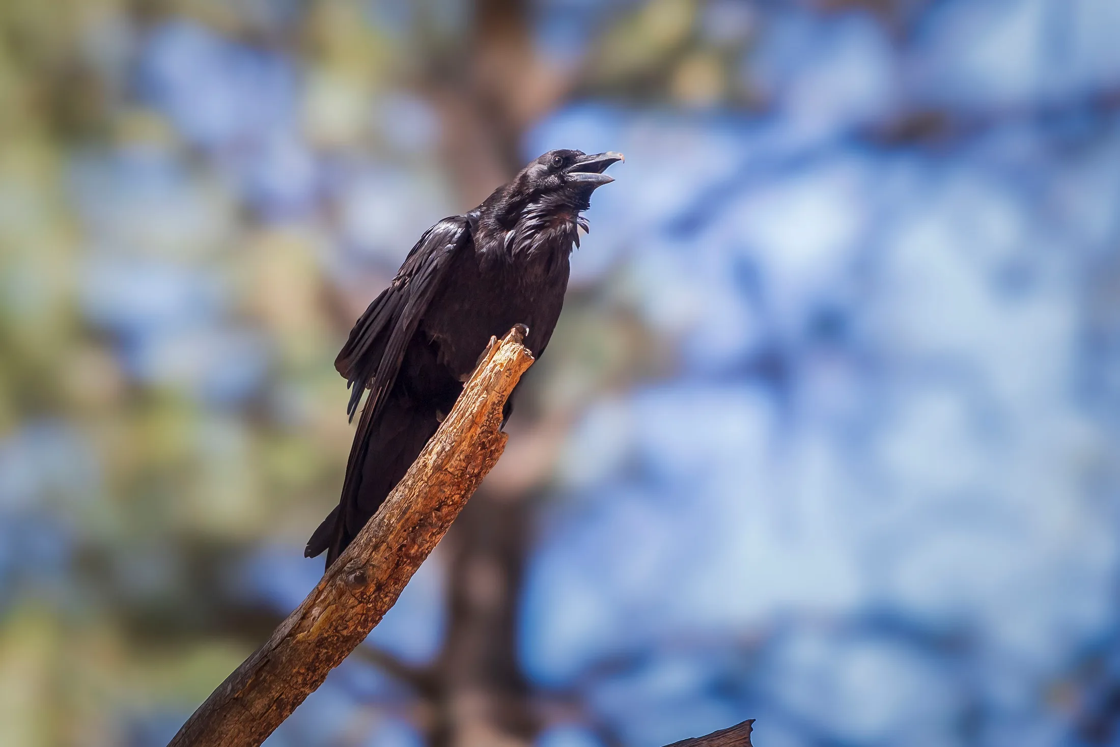 MAN (46) Raven at Bearizona Raven at Bearizona, animals, a fine art photograph by Michael Joseph Baca, Casa de Baca Studios, Florence, Arizona